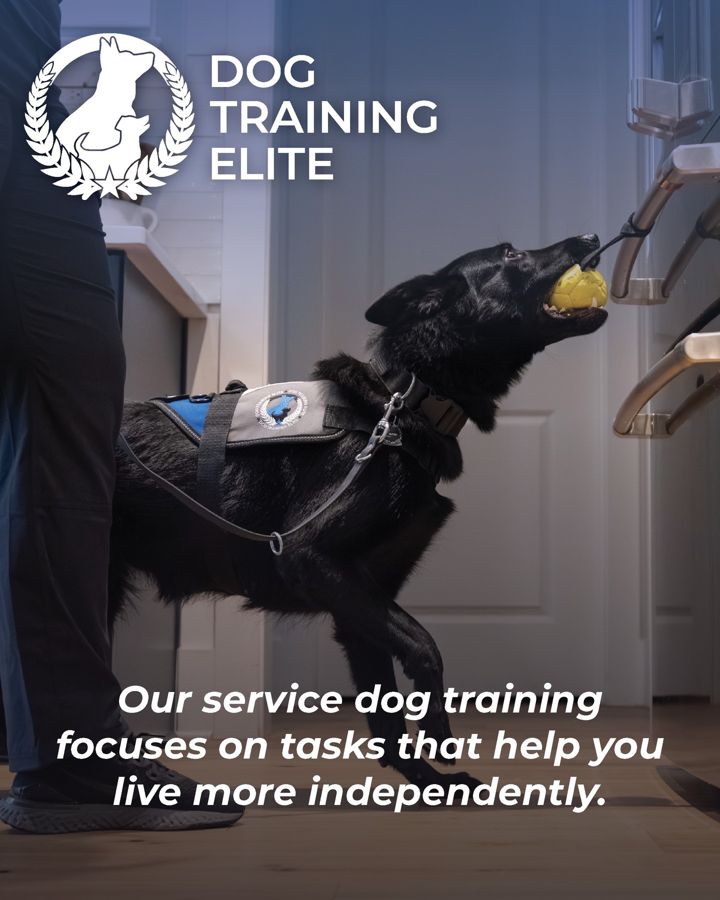 🐾 A Service Dog Can Help You Live More Independently. ❤️

A professionally trained service dog is more than a companion&mdash;they're a trusted partner who can help you navigate everyday life with greater confidence and independence.
From retrieving dropped items and providing mobility assistance to alerting to medical conditions or helping during moments of anxiety, a service dog is trained to perform specific tasks that can make daily life safer and more manageable.

At Dog Training Elite, we believe everyone deserves the opportunity to live life with greater freedom. Our personalized service dog training programs are designed to help you and your dog become a confident, capable team.
Because independence isn't about doing everything alone&mdash;it's about having the right support by your side. 🐶💙

