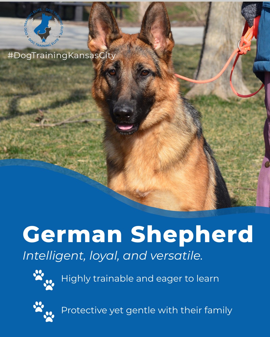 🐾 German Shepherd Training Tip from Dog Training Elite Kansas City

Smart, confident, and loyal, German Shepherds thrive with consistent, balanced training and mental stimulation. Their versatility makes them excellent service dogs and devoted family companions.

Our balanced training method is tailored to every breed and temperament. Whether you’re hiking through Union Station or strolling in Overland Park Arboretum and Botanical Gardens, we’ll help your German Shepherd be obedient, confident, and reliable.

📍https://maps.app.goo.gl/gRdBPWCrfbzeXenu9
 🎯Ready for a happier, calmer pup? 🐾 Schedule your free in-home evaluation and see why neighbors across Kansas City, Overland Park, and Lee's Summit count on Dog Training Elite.
 


