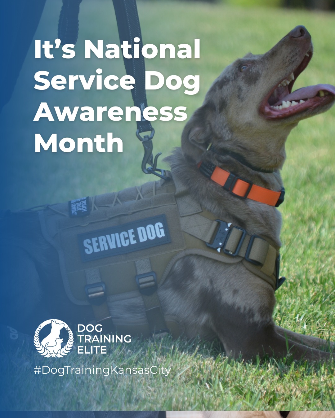 September is National Service Dog Awareness Month! 🐾

At Dog Training Elite Kansas City, we're proud to offer personalized service dog training designed to meet each handler’s unique needs: whether it’s PTSD support, autism assistance, or mobility aid. Our  reinforcement techniques build trust and create highly reliable service teams.

🐾 Schedule your free in-home evaluation today and see why families in Kansas City, Overland Park and Lee's Summit trust Dog Training Elite for real results.
📲Spread the word! Families in Country Club Plaza and Oak Park deserve training that really works. Share this post and help a neighbor unlock their pup’s potential with Dog Training Elite. 🐾✨
📍https://maps.app.goo.gl/gRdBPWCrfbzeXenu9

 
