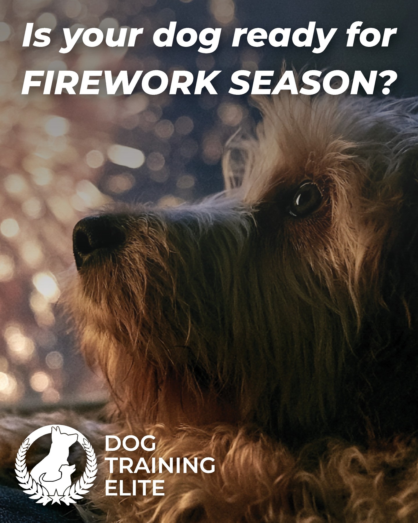 Paw-sitive preparation makes all the difference! 🎆🐾

Fireworks season is here, and now is the time to help your dog feel confident and secure. Practice basic obedience, provide engaging activities like frozen Kongs or puzzle toys, and create a calm, safe space before the fireworks begin. The more prepared your dog is ahead of time, the better they'll be able to handle the excitement.

Don't wait until the first boom&mdash;start training today so you can both enjoy a safer, less stressful holiday.

🐶 Need help preparing your dog? We're here to help!

