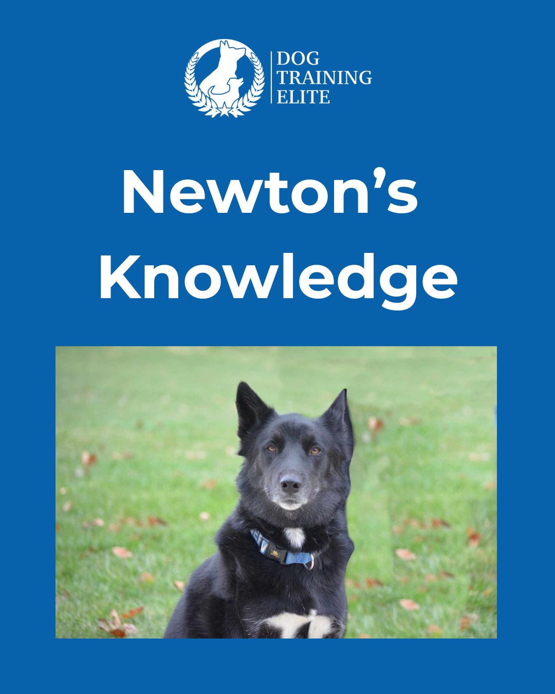 Welcome to Newton&rsquo;s Knowledge! A great place to get tips and advice for you and your pup!

This week&rsquo;s tip: How to make nail trims less stressful for you and your pup:

Getting a dog comfortable with nail trims takes time. Gradually desensitize them by first touching and handling their paws, then slowly introducing the clippers without using them. Progress at your dog&rsquo;s pace, don&rsquo;t force things, and reward calm behavior. To start, trim just the very tips of your dog&rsquo;s nails to avoid injuring the quick and creating negative associations. Treats, peanut butter on a lick mat, or help from another person can make the experience easier and more positive. And remember to keep nail trimming sessions short!

, , 