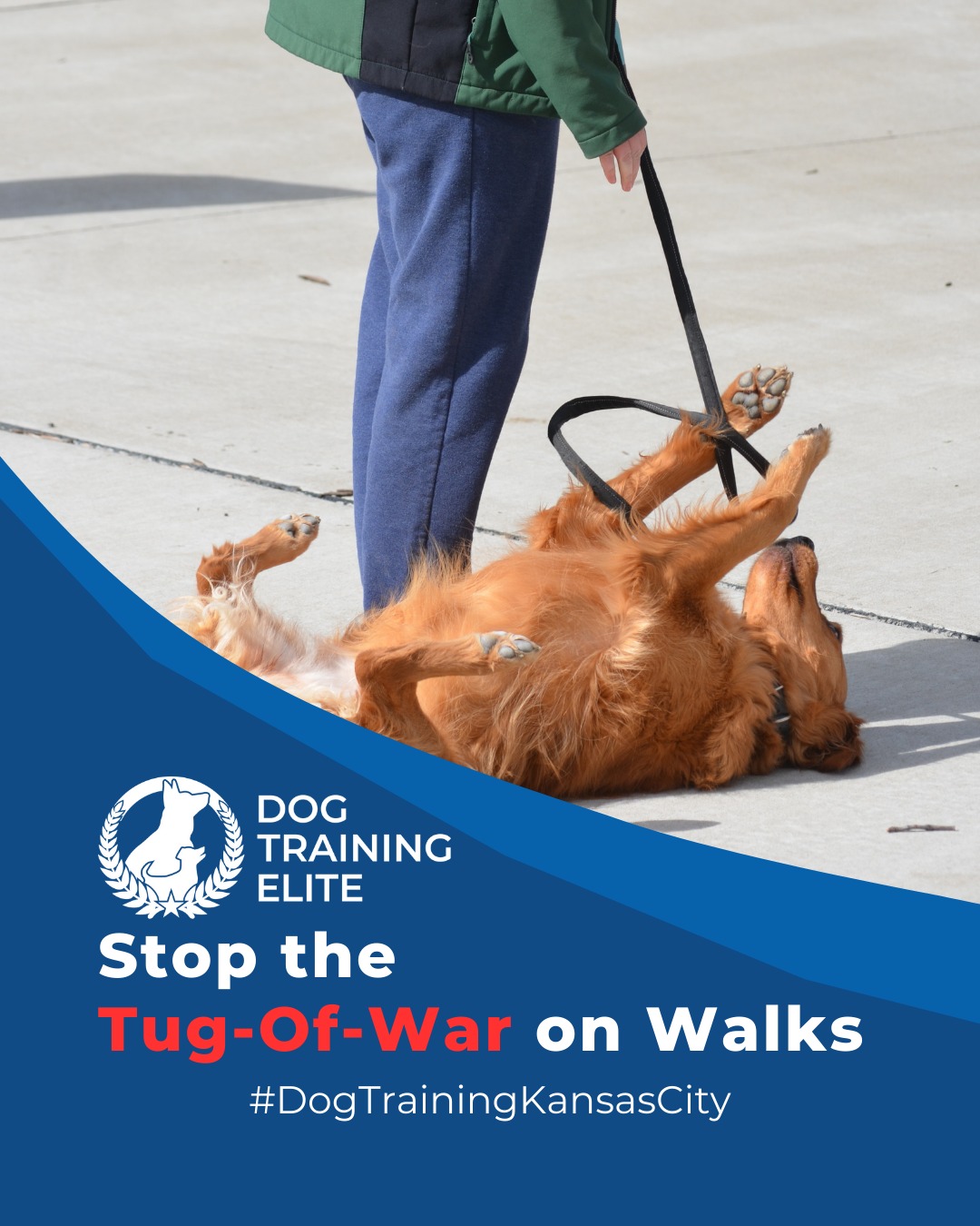 Leash pulling is one of the most common challenges for dog owners. Balanced training teaches your dog to walk calmly at your side, improving safety and enjoyment for both of you. Try these strategies:
 🐾 Use consistent cues so your dog understands what’s expected
 🐾 Reward calm walking immediately to reinforce good behavior
 🐾 Practice short, frequent sessions to build focus and consistency
With patience and structure, your walks become stress-free, giving your dog confidence and improving your bond.

📌 Whether it’s leash manners, obedience, or service training, Dog Training Elite Kansas City offers personalized programs near Union Station and Overland Park Arboretum and Botanical Gardens, helping dogs shine all winter long. Cozy season, confident pups. ✨
 📍 https://maps.app.goo.gl/gRdBPWCrfbzeXenu9



