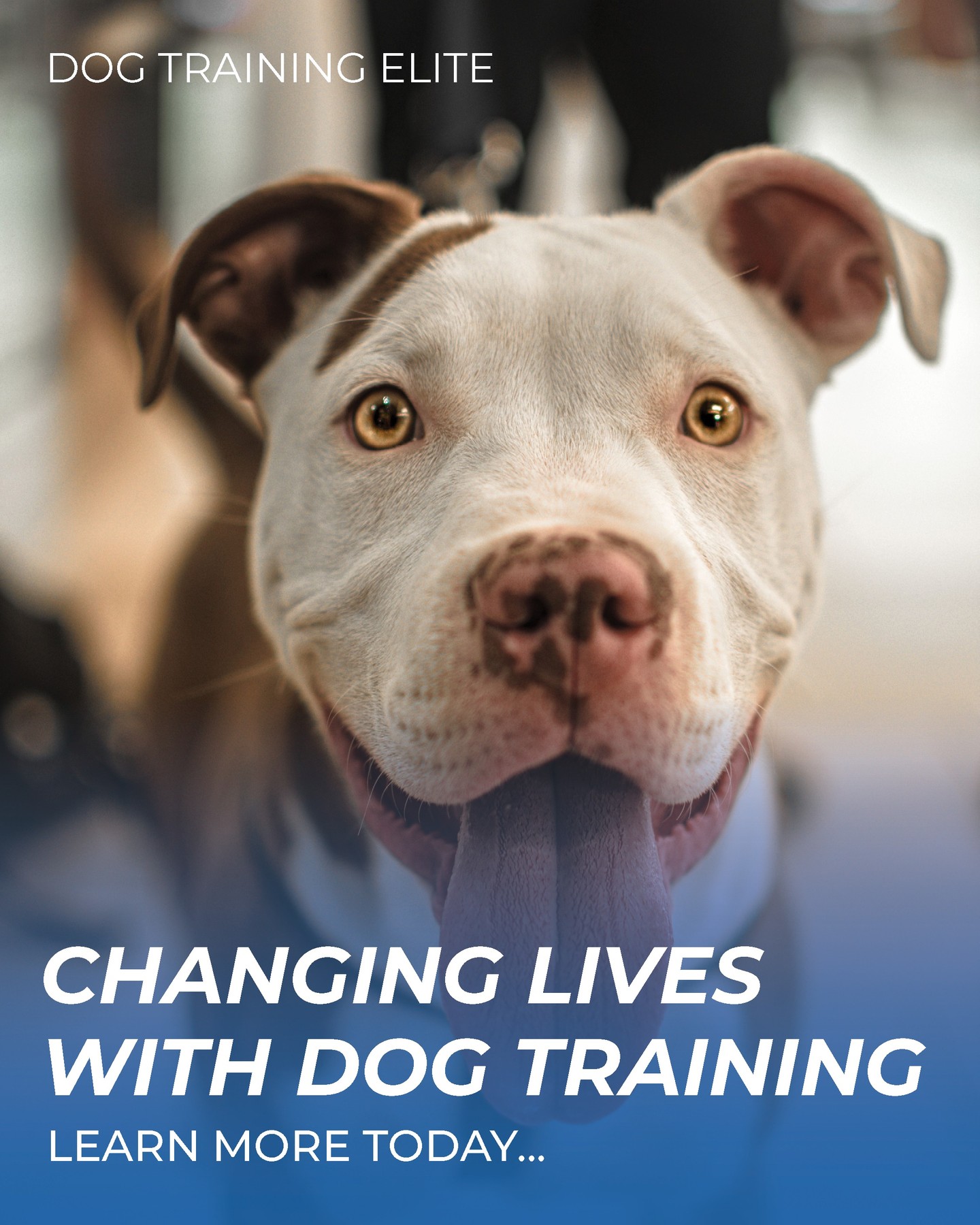 🐾 Dog Training Can Change Both of Your Lives. ❤️

Training isn't about creating the perfect dog&mdash;it's about creating a stronger partnership.
When your dog understands what's expected, they gain confidence, freedom, and the ability to enjoy more of life's adventures. And for you? Less frustration, more peace of mind, and more opportunities to include your best friend wherever life takes you.
The greatest thing you'll teach your dog isn't just obedience&mdash;it's trust. And the greatest thing your dog will teach you is just how incredible life can be when you truly understand each other.

🐶 A better relationship starts with training.

