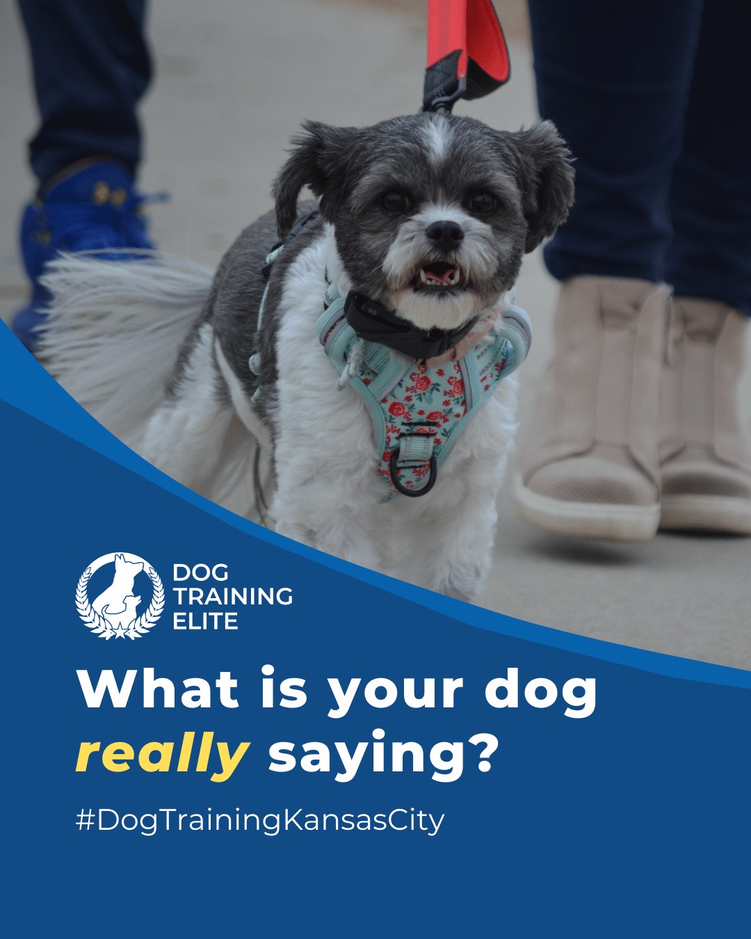 Affenpinschers are fearless little explorers with a strong prey drive. Early socialization and structured training help channel their energy into positive behaviors. Mental games and interactive play keep them engaged and confident.

🐾 From basic obedience to advanced service dog training, Dog Training Elite North Carolina Triangle helps dogs near Raleigh build better behavior and stronger bonds this season. 🐾
 📍 https://maps.app.goo.gl/igo1KzzLjdteZCGM9


