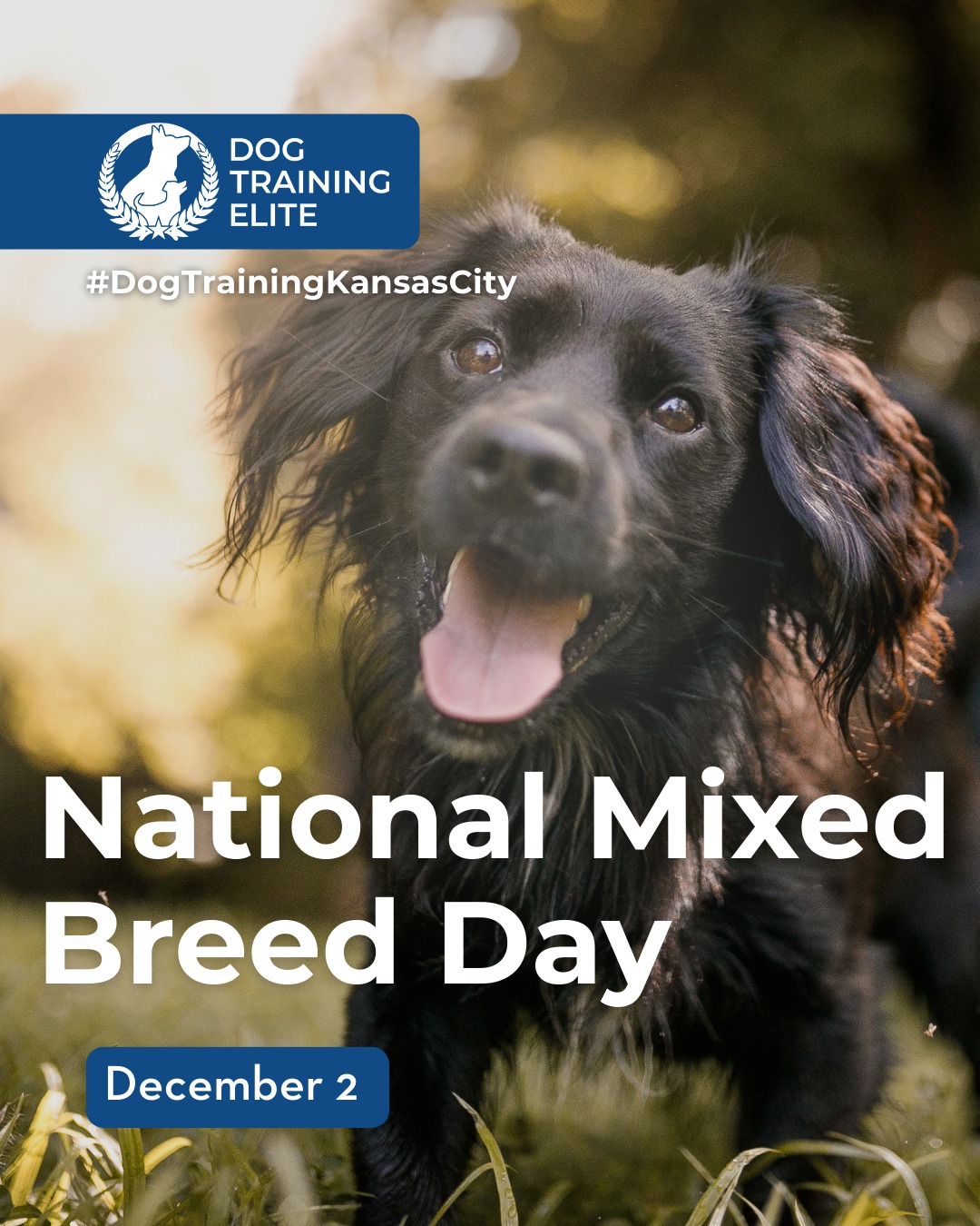 Today we celebrate the lovable, quirky, and one-of-a-kind mixed breeds that fill our lives with joy. No matter the mix, every pup has personality, heart, and the potential to be an amazing companion. Celebrate your unique pup and embrace all their lovable quirks!

🎁 Ready to unwrap the gift of a well-behaved dog? Schedule your free in-home evaluation and discover why Country Club Plaza and Oak Park families rely on Dog Training Elite Kansas City, through the holidays and beyond.
 📍 https://maps.app.goo.gl/gRdBPWCrfbzeXenu9




