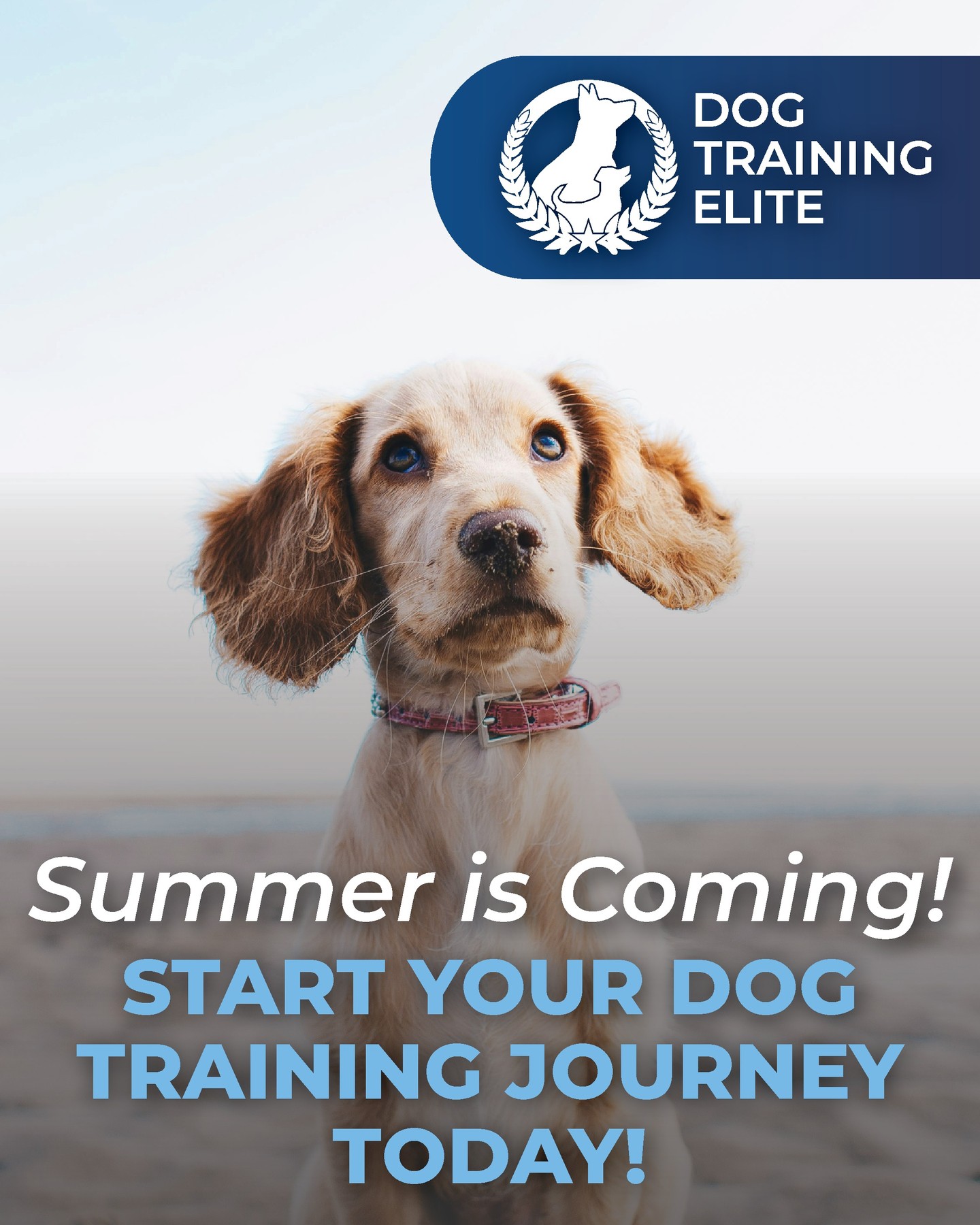 Summer is the season for vacations, patio outings, park days, and outdoor adventures &mdash; and having a well-trained dog makes it even more enjoyable! Whether you&rsquo;re planning road trips, backyard gatherings, or walks around the neighborhood, training helps keep your dog safe, calm, and well-behaved in new environments. Give us a call now so you and your dog can make the most of summer together! 

816-308-6985
https://dogtrainingelite.com/kansas-city