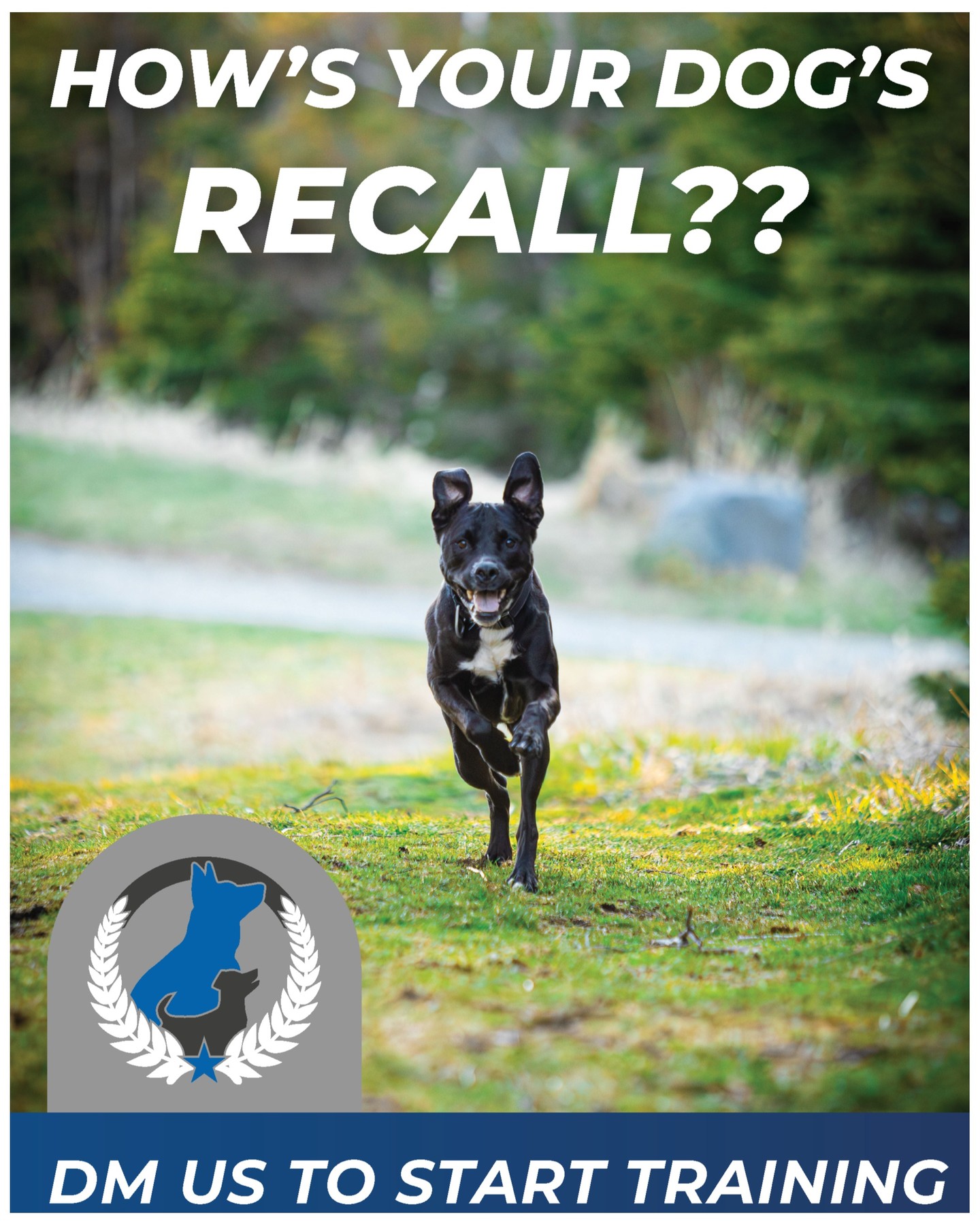 🐾 Does your dog hear Come! and respond with, Hmm... I'll think about it.? 😂

A reliable recall isn't just a cool trick&mdash;it's one of the most important commands your dog can learn. Whether they're headed toward a squirrel, another dog, or yesterday's mystery sandwich, you want them coming back to you.

Let's turn maybe into on my way! 🦴

