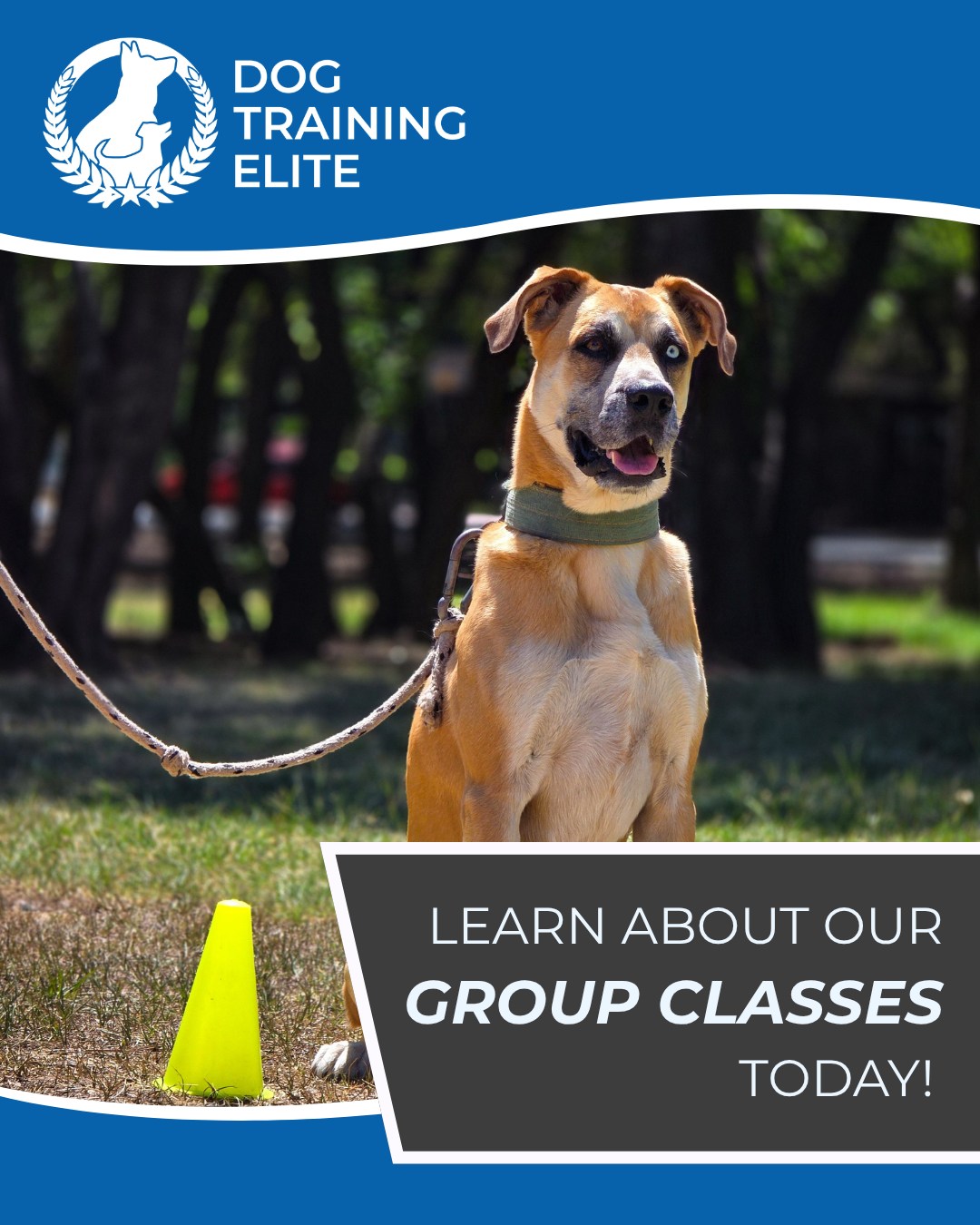 Ready to Take Your Training to the Next Level?

Our Dog Training Elite Kansas City group classes are a great way to practice your dog&rsquo;s skills around real-world distractions: other dogs, people, new environments, sights, sounds, and smells.

Group class helps turn &ldquo;My dog does great at home!&rdquo; into &ldquo;My dog listens wherever we go!&rdquo; 🐕👏

Want to learn more about our group classes and which training program is right for you and your dog?

Contact Dog Training Elite Kansas City today! We&rsquo;d love to help you build a happier, more confident, better-behaved companion.

