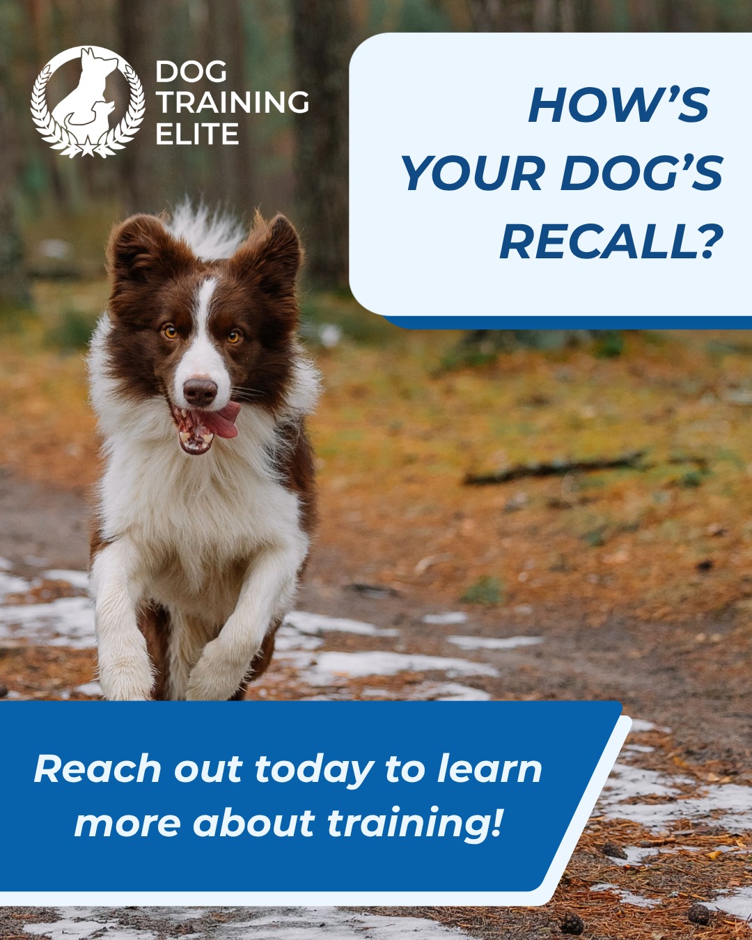 A Good Recall Can Be a Lifesaver!

&ldquo;Come&rdquo; is more than a convenient command- it&rsquo;s one of the most important skills your dog can learn. A reliable recall means your dog knows to stop what they&rsquo;re doing and return to you, even when distractions are competing for their attention.

Practice often, reward success, and make coming back to you the best choice your dog can make! 

A strong recall = more freedom, more confidence, and a safer dog.

