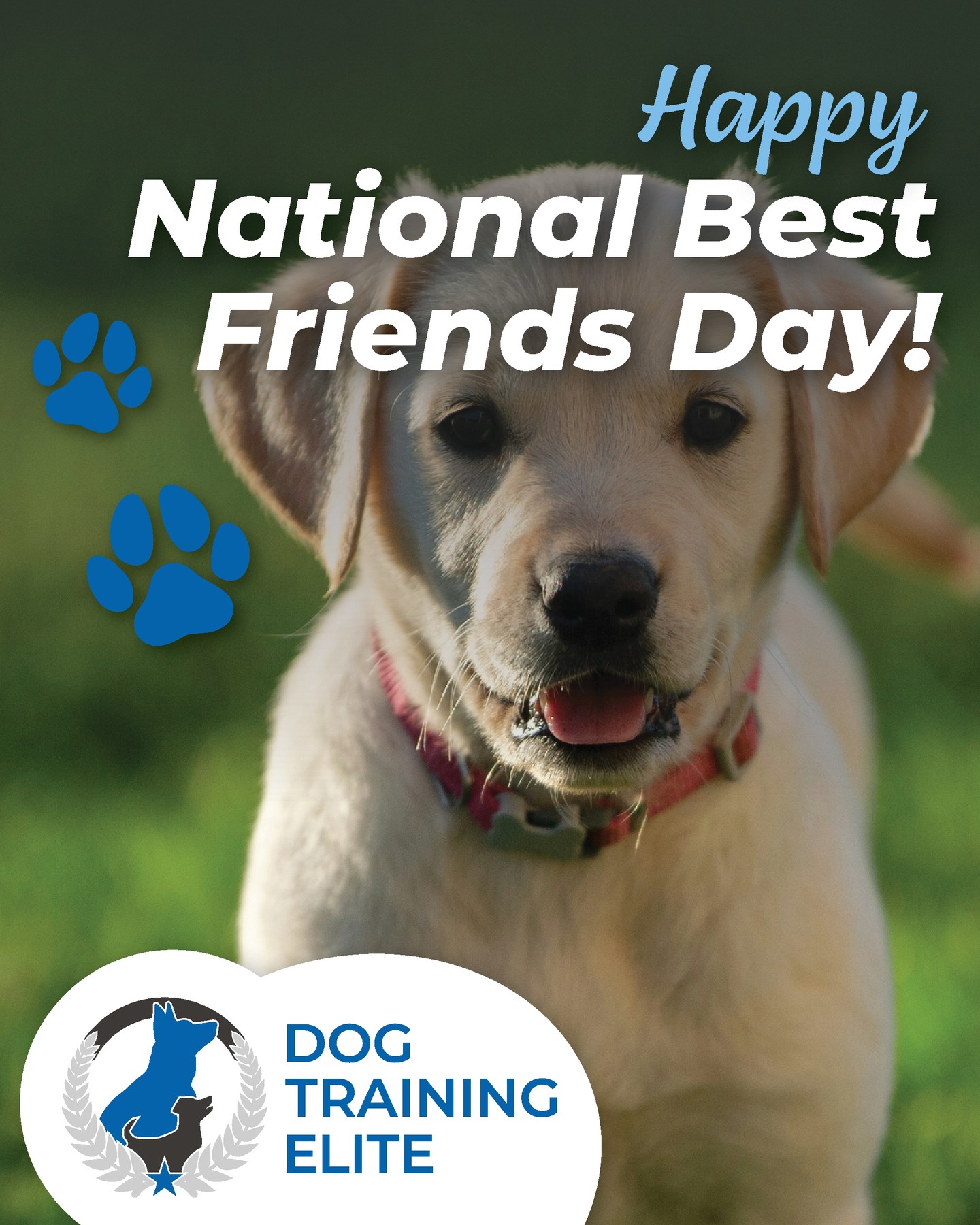 There are plenty of fun ways to celebrate National Best Friends Day with your furry BFF! Treat them to a special toy, plan an extra-long walk or adventure, make homemade dog-friendly treats, or schedule a playdate with their favorite pup pals. No matter how you celebrate, the best gift your dog can receive is quality time with you!

816-308-6985
https://dogtrainingelite.com/kansas-city