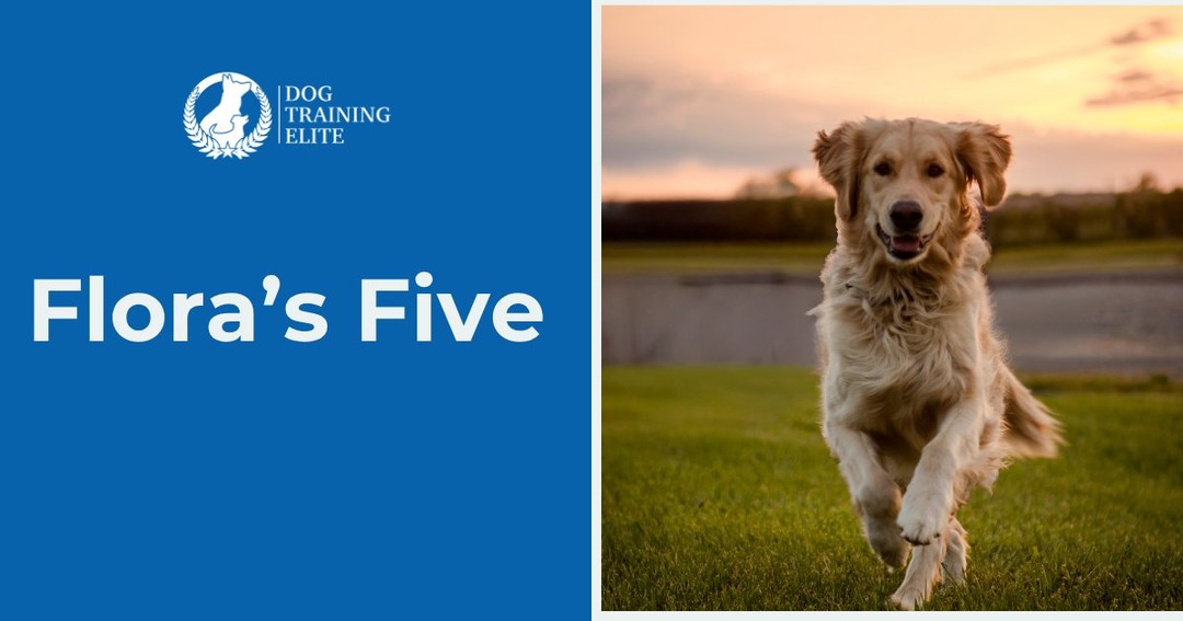 Welcome to Flora&rsquo;s Five- a great place to get (and give) ideas related to your dog. This week&rsquo;s Five: 

Five ways to help your pup transition to the back-to-school routine:

When the kids head back to school, your dog may suddenly go from a busy house full of attention to much quieter days. Help make the transition easier with these 5 tips:

1. Ease into the new routine &mdash; Start adjusting walks, meals, and playtime to the school schedule before the first day.

2. Provide enrichment &mdash; Puzzle toys, treat-filled toys, and safe chews can help keep your pup happily occupied.

3. Make time for exercise &mdash; A morning walk or play session can help your dog settle in when everyone leaves.

4. Create a cozy space &mdash; Give your dog a comfortable, familiar spot where they can relax and feel secure during quiet hours.

5. Make reunions positive but calm &mdash; When everyone gets home, give your pup some quality time without turning arrivals and departures into a big event.

A little preparation can go a long way toward helping your four-legged family member adjust to the back-to-school season! 

