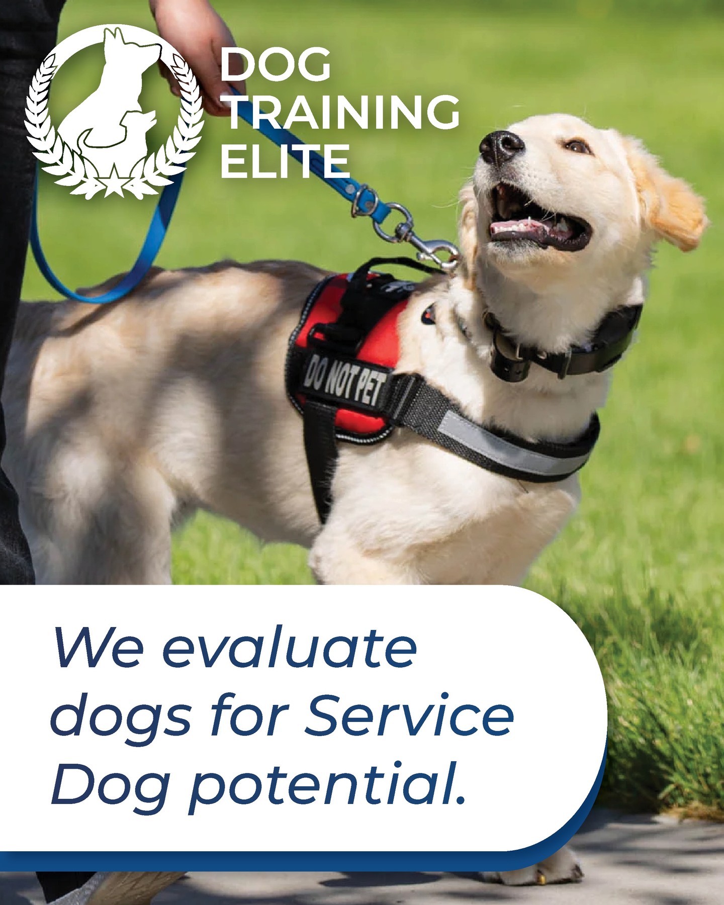 Evaluating puppies for service dog potential focuses on identifying early temperament traits that may indicate future suitability for working roles. Rather than expecting polished behavior, evaluators look for natural characteristics such as confidence, curiosity, recovery from startling events, social engagement, and the ability to remain calm in new or mildly stressful situations. While early evaluations are not guarantees, they help guide thoughtful selection and placement, increasing the likelihood of developing stable, capable dogs for future service work. 

816-308-6985
https://dogtrainingelite.com/kansas-city