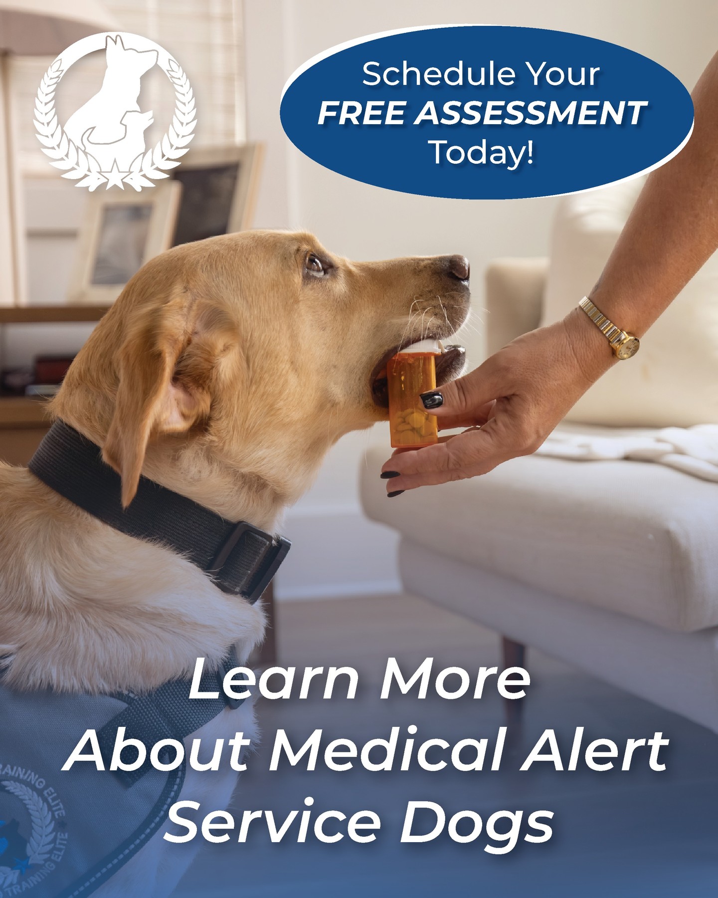 🐾 A medical alert service dog can provide more than companionship&mdash;they can provide confidence, independence, and peace of mind.

At Dog Training Elite, we specialize in training service dogs to perform life-changing tasks tailored to their handler's individual needs. 

Contact Dog Training Elite today to learn more about our service dog programs and how we can help you take the next step.

💙 Your journey to greater independence could start with one conversation.

