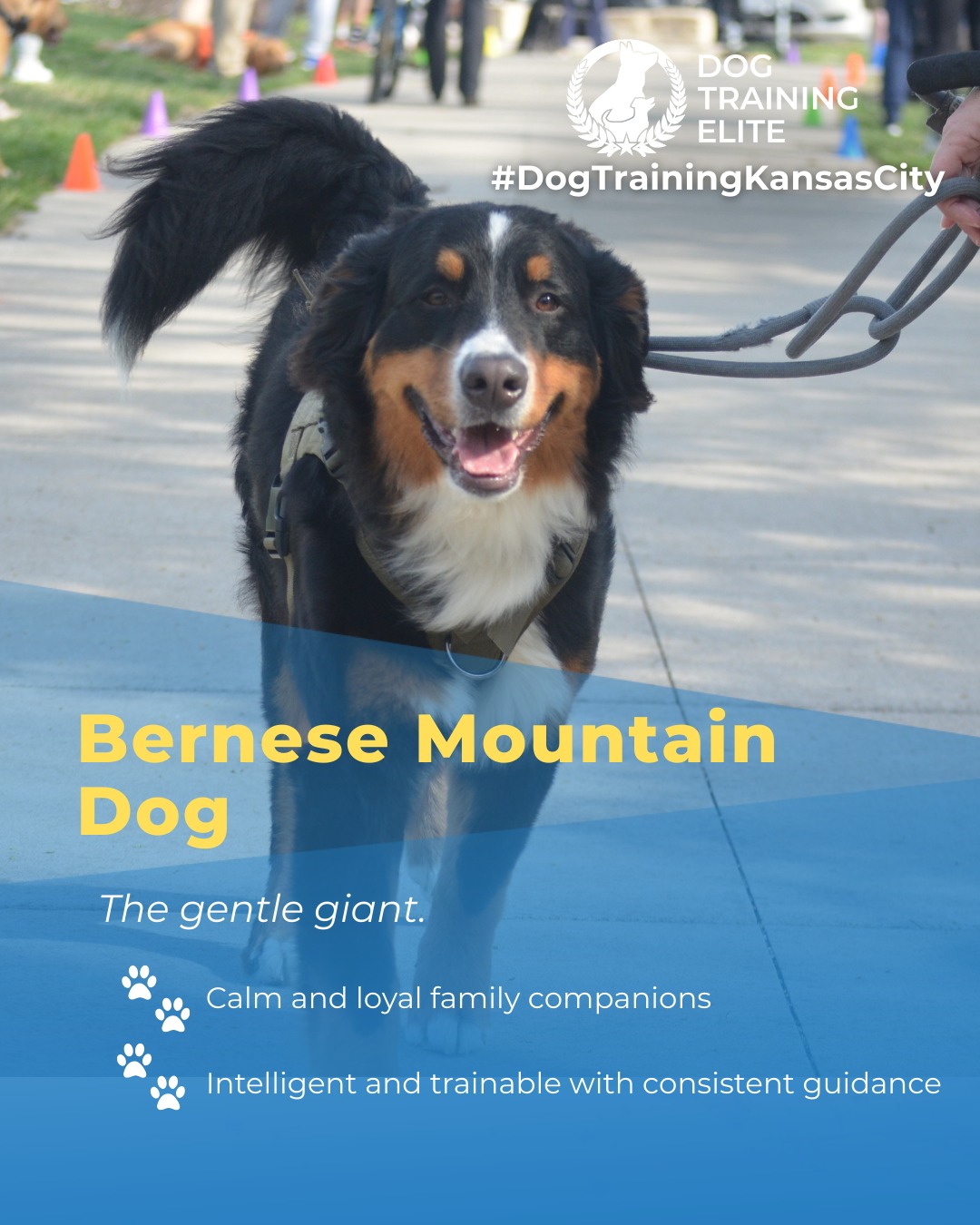 Bernese Mountain Dogs are calm, affectionate, and intelligent. With balanced training, their natural gentleness and loyalty are channeled into focus, obedience, and confidence, making them ideal family companions or therapy dogs.

🎯 Warm up your winter with a well-trained pup. Schedule your free in-home evaluation and see why families in Kansas City, Overland Park, and surrounding areas trust Dog Training Elite for results that last through every season.
 📍 https://maps.app.goo.gl/gRdBPWCrfbzeXenu9


