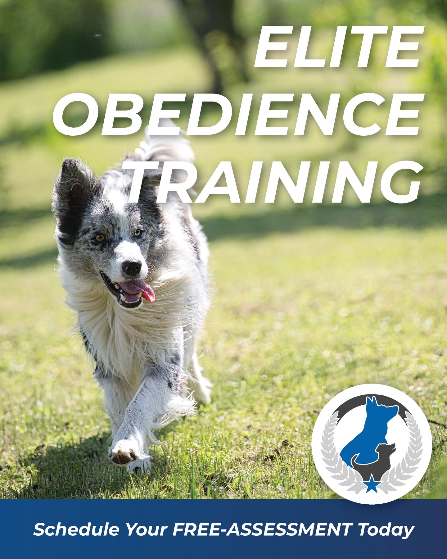 🐾 Why settle for basic when you can train at an Elite level? 🏆

At Dog Training Elite, we don't just teach dogs to sit, down, and come&mdash;we build confident, reliable companions that can succeed in the real world. Our training focuses on communication, engagement, and dependable obedience around everyday distractions, whether you're at home, on a busy sidewalk, or enjoying a family outing.
The result? A dog you can trust, a stronger bond, and the freedom to experience more life together.
Your dog is capable of more than you think. Let us show you what Elite training can do.

🐶 Ready to take your dog's obedience to the next level? Contact Dog Training Elite Kansas City today!

