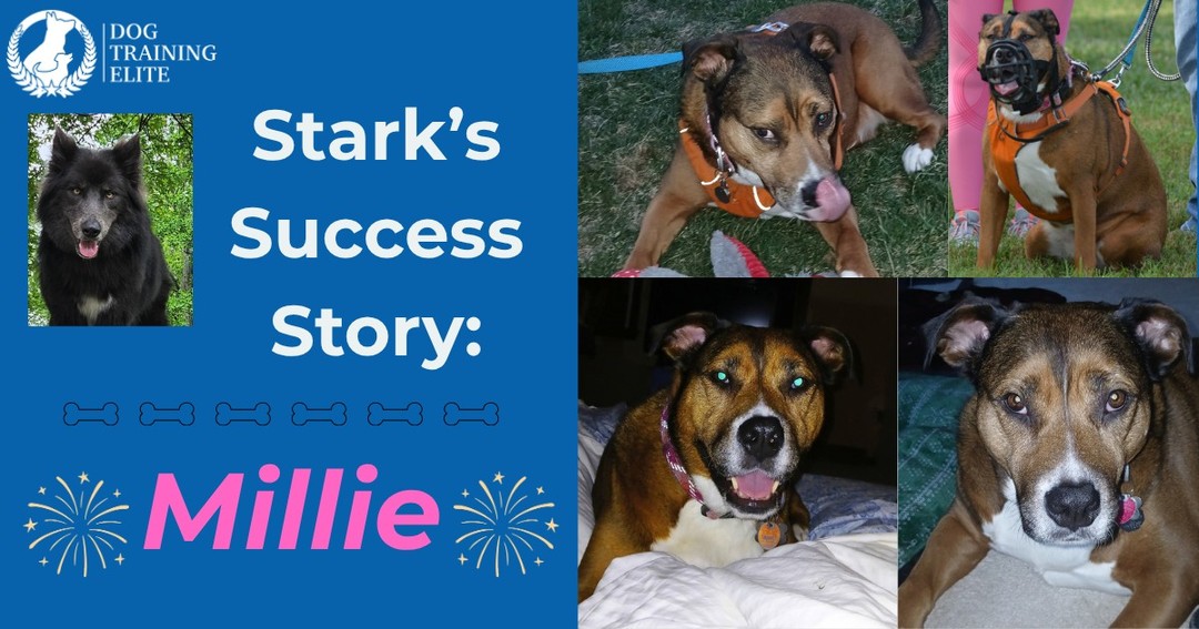 &ldquo;Millie is a five-year-old German Shepherd/ pit mix. 

Millie came to us as a foster and we failed.  She was very sick with lots of cuts, open sores, and a respiratory infection that had her on a nebulizer treatment daily for months. By the time she was healthy and ready for adoption we had become attached and Millie only liked us. 

We tried another training company prior to meeting with Chuck at the farmers market. The trainer did not have any success with Millie.  He was scared of her and told us it wasn't if, but when, she would bite someone. His approach did not allow us to be involved in the training- only him. Thankfully she has not bit anyone. 

Cat and many others came over to the house to help work with Millie.  She's doing so well at group class now.  Last week another dog was in her face, checking her out, and Millie was more relaxed than myself!  Millie still struggles with self control regarding squirrels and rabbits, though that has improved considerably. 

We are now able to have dog-friendly people over. Before, no one could come to the house.  Millie is big, so her intimidating bark can scare people not familiar with her. I can't thank you guys enough for helping us and not giving up on Millie.&rdquo;

- Katy W