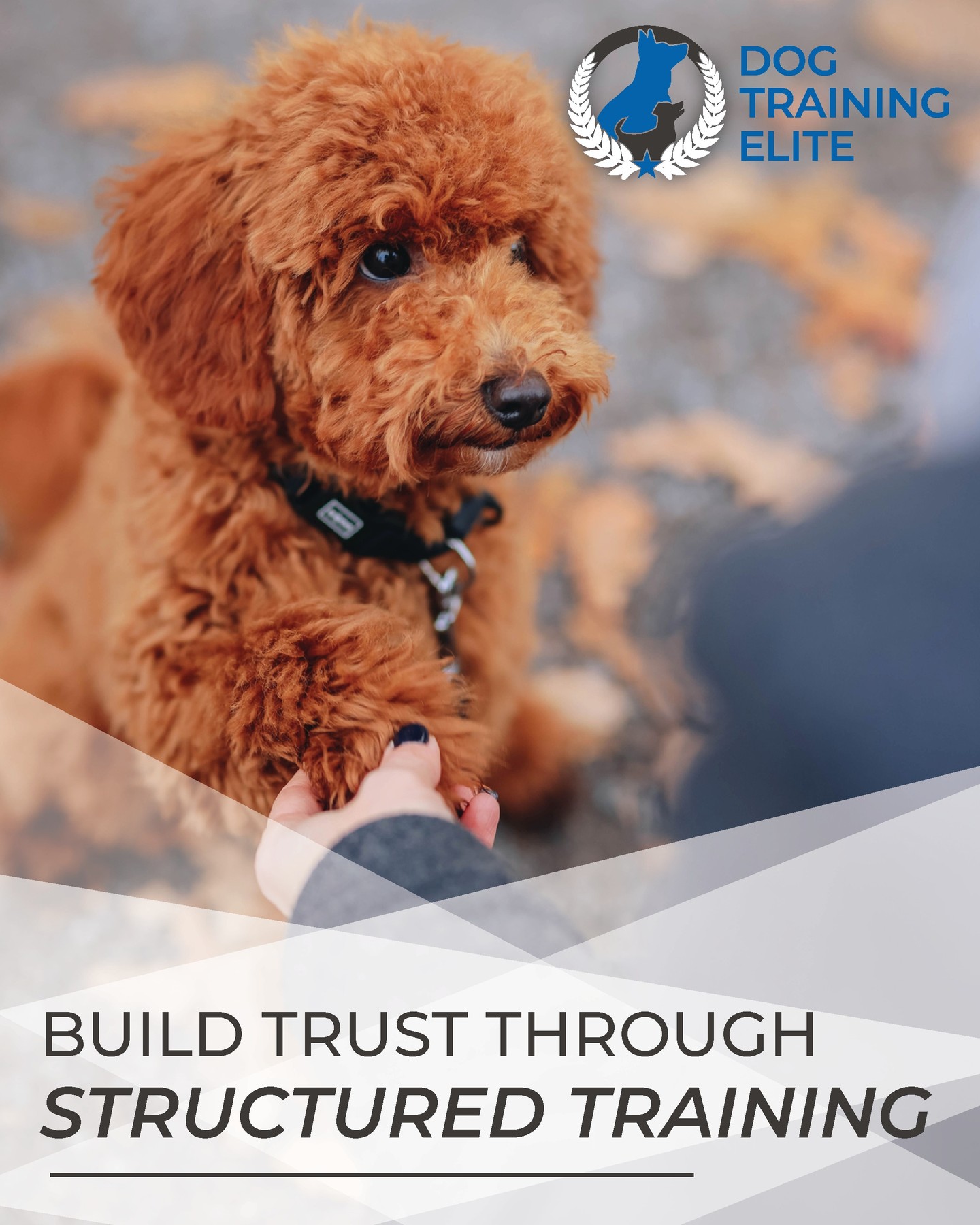 🐾 Trust Isn't Given&mdash;It's Built. ❤️

One of the greatest benefits of structured training isn't just a well-behaved dog&mdash;it's the relationship you build along the way.
When your dog knows what to expect and you communicate with consistency, they learn to look to you for guidance instead of reacting to the world around them. With every training session, every successful walk, and every challenge you overcome together, your trust in each other grows.

Training isn't about control&mdash;it's about creating a partnership built on communication, confidence, and mutual respect.

At Dog Training Elite, we help you build more than obedience. We help you build a lifelong bond with your best friend.

Because the strongest leash is the one built on trust. 🐶💙

