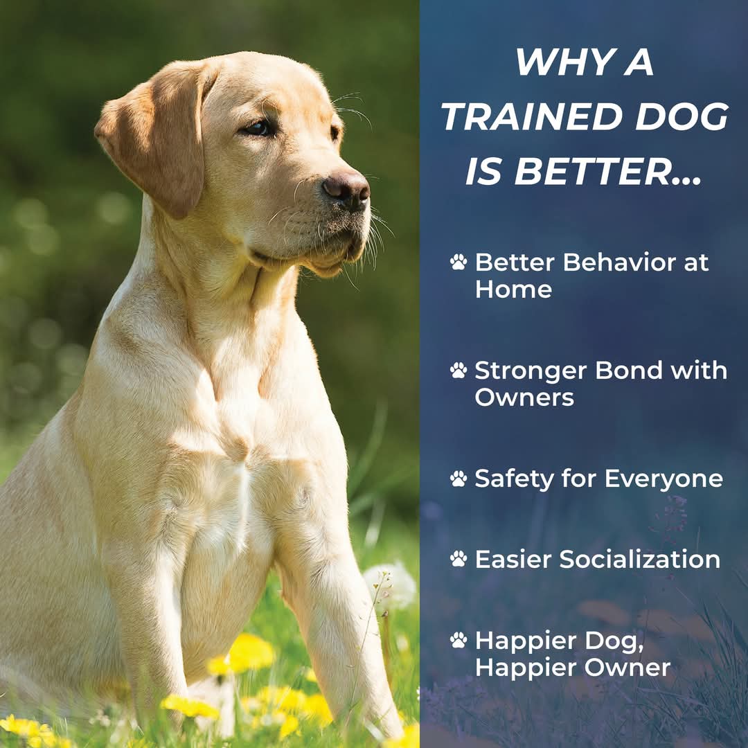 Why are trained dogs better? 🐾
Because a well-trained dog is a happy dog—and a happier you! From better behavior to stronger bonds, training transforms lives.

📞 Call 262-515-9383 or fetch your FREE evaluation at dogtrainingelite.com/kenosha today! 🐶✨ 

