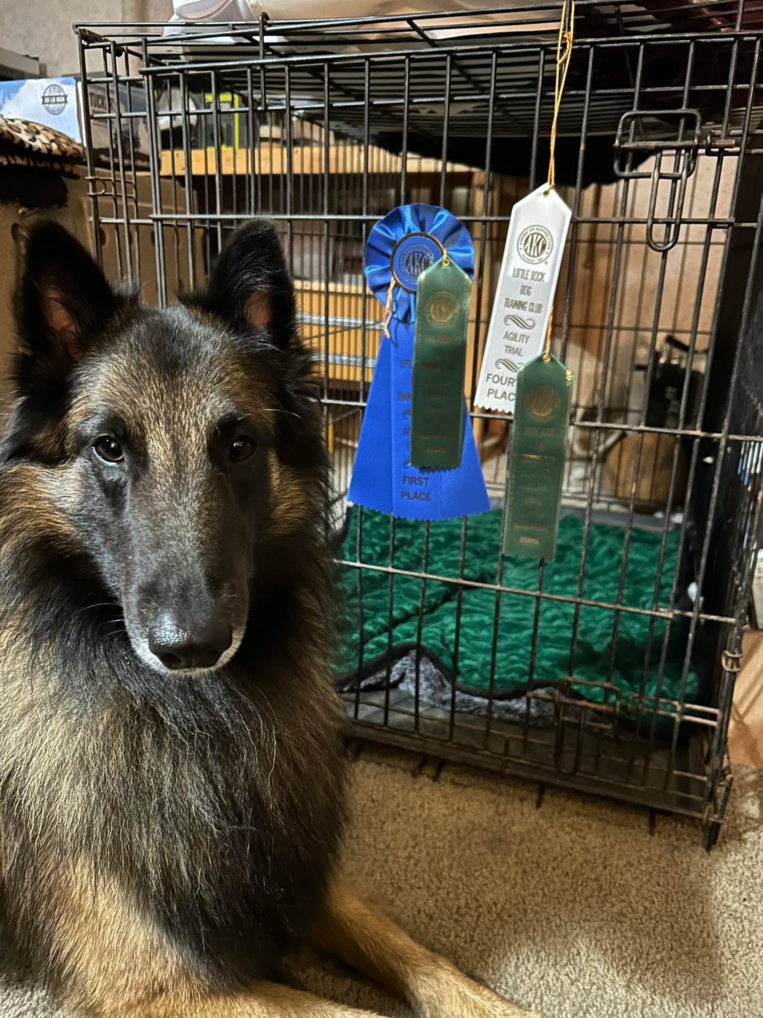 This weekend we spent the last three days at the Little Rock Dog Training Club agility trial.  Diego’s ribbons came from Friday, two cues one with a first place and one with a fourth place. We came close to getting Diego’s Novice JWW title on Sunday but Mom moved a little too soon to her next job.

Diego gets quite barky and pushy while in the ring, and we did find some additional holes in our training, especially how to calm ourselves when we are ready to go into the ￼ring to compete. This is a team sport and both Diego and I need to work on that calming part. ￼￼