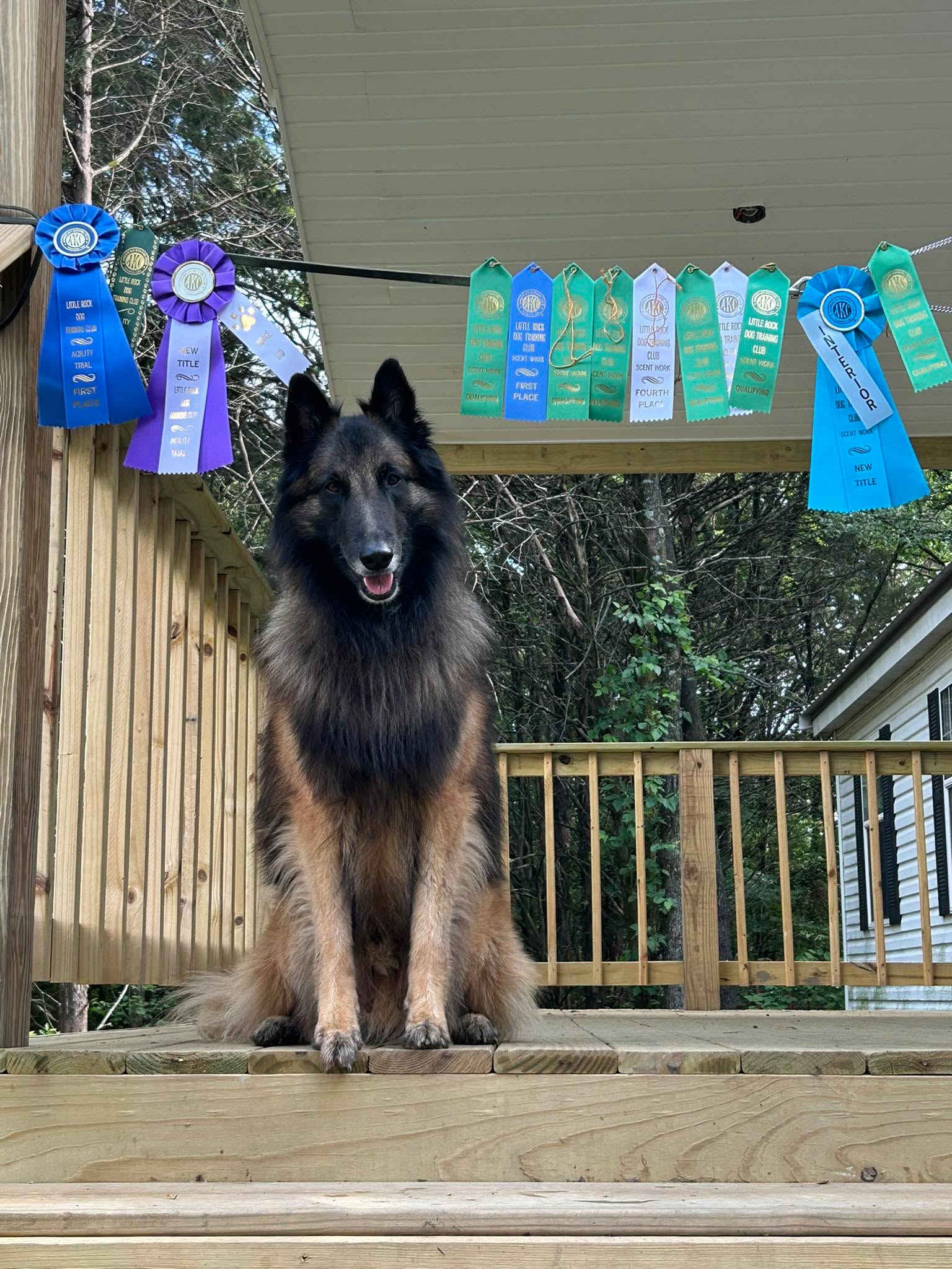 Diego and I have had a very busy April. All those ribbons on the right are from an AKC scent trial the third weekend in April. Surprisingly Diego did get two buried qualifying ribbons for the weekend and even two container qualifying ribbons. Diego even had one container search that took 22 seconds, he took first place. He also earned his title in advanced interior search. I was really proud of him on the last day because he did locate seven out of eight scents! 

Ribbons on the left are for the agility trial out in Greenbriar this weekend. It was a tough weekend for Diego, he earned his new nickname, wild child. But, he did earn his novice, standard title!