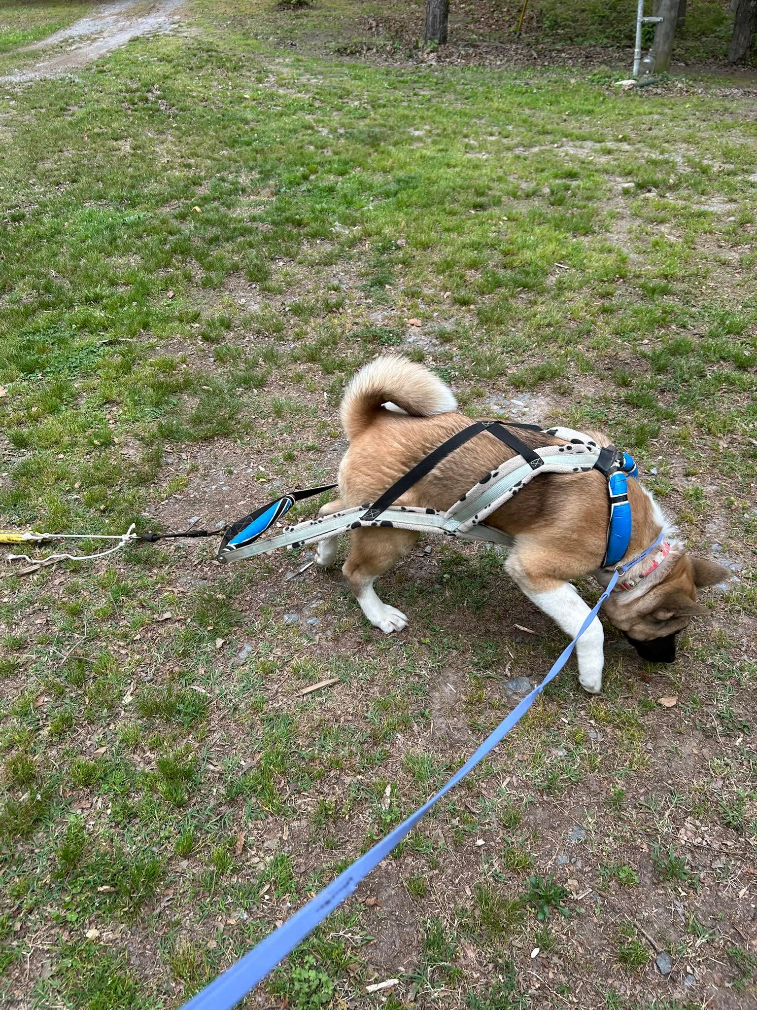 Katakana tried weight pulling today. FOr her first time, I think she did pretty good. We shall see what the future holds for us. ￼