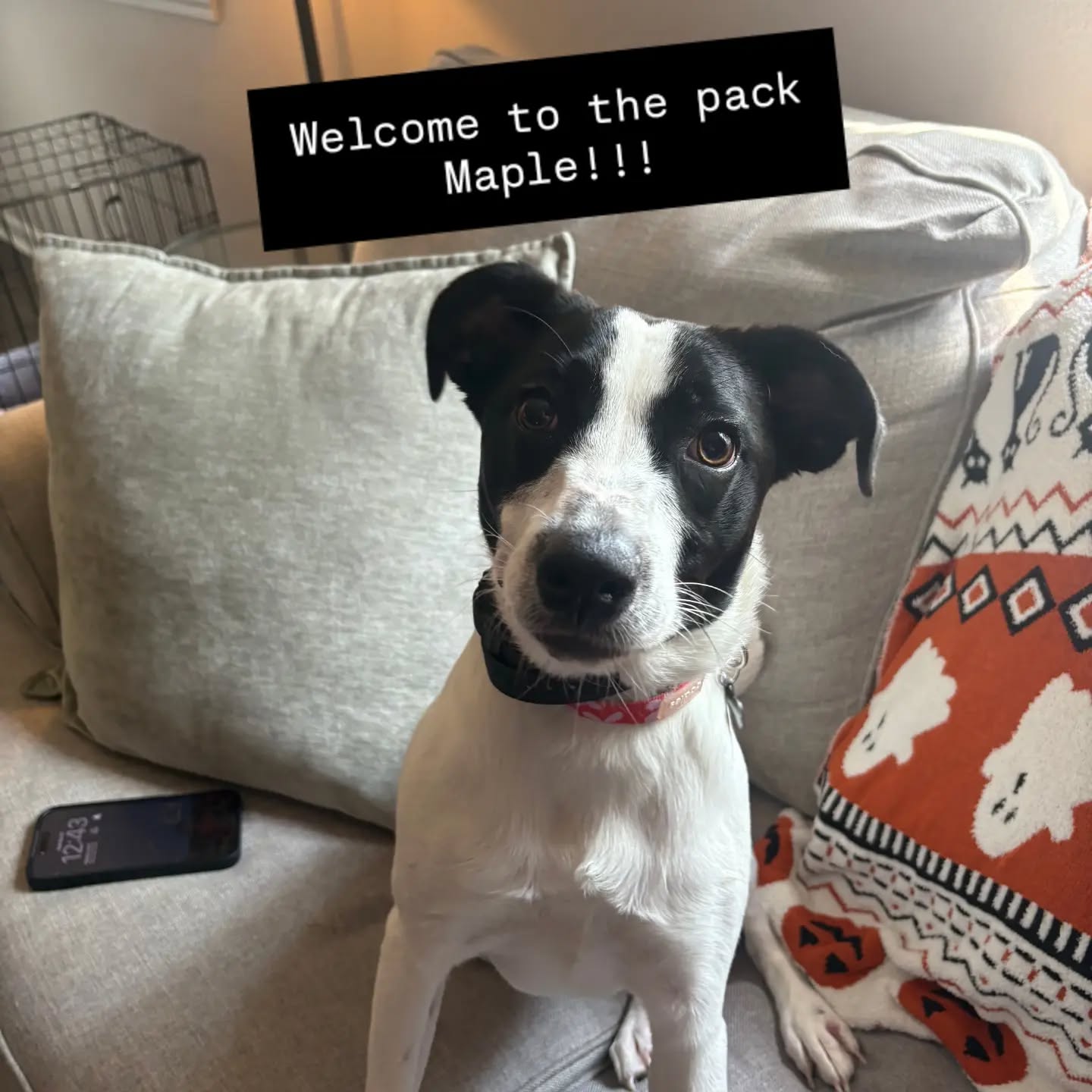 Welcome to the pack Maple!!!