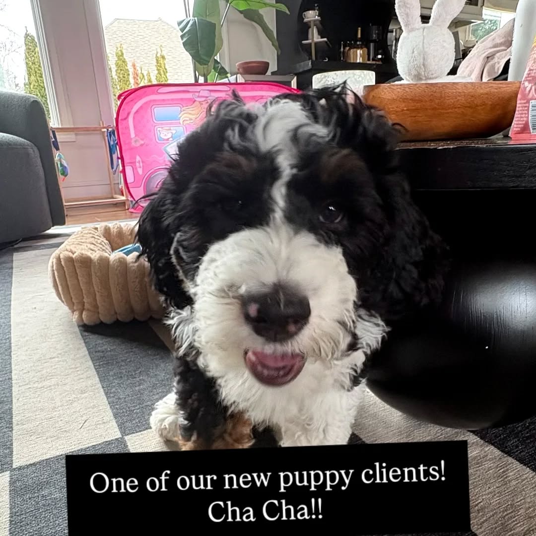 One of our new puppy clients! Cha Cha!! 