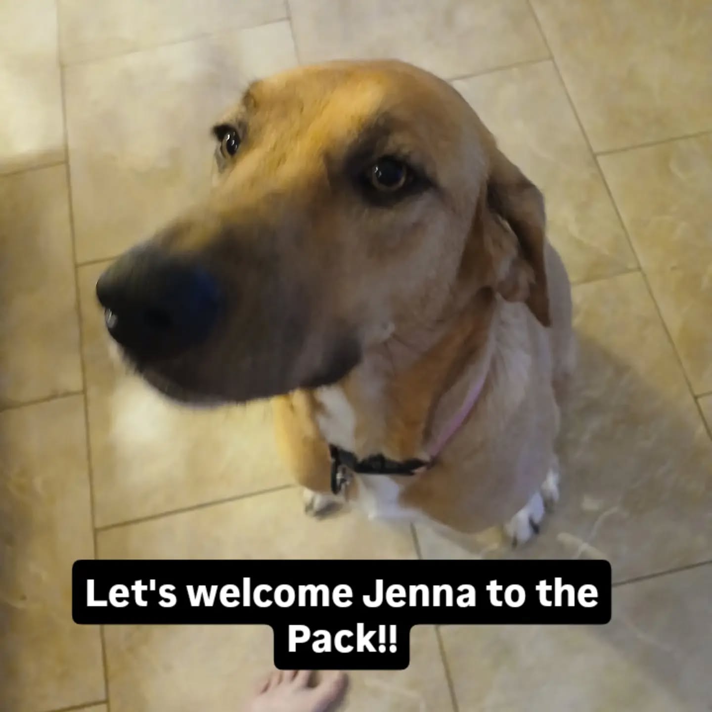 Let's welcome Jenna to the Pack!!