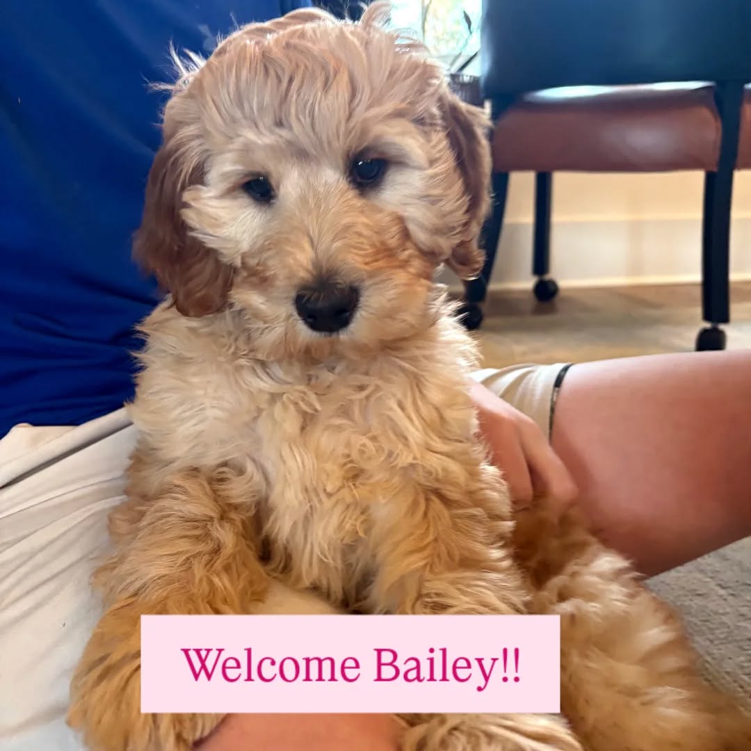 Welcome Bailey!!
