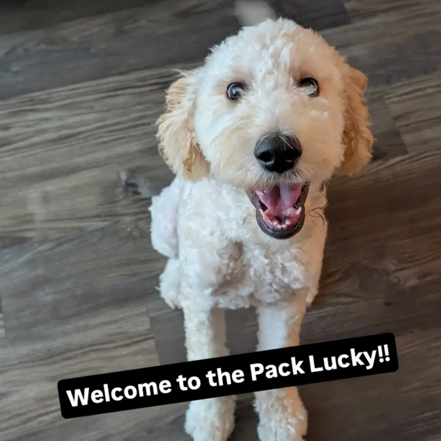 Welcome to the Pack Lucky!!