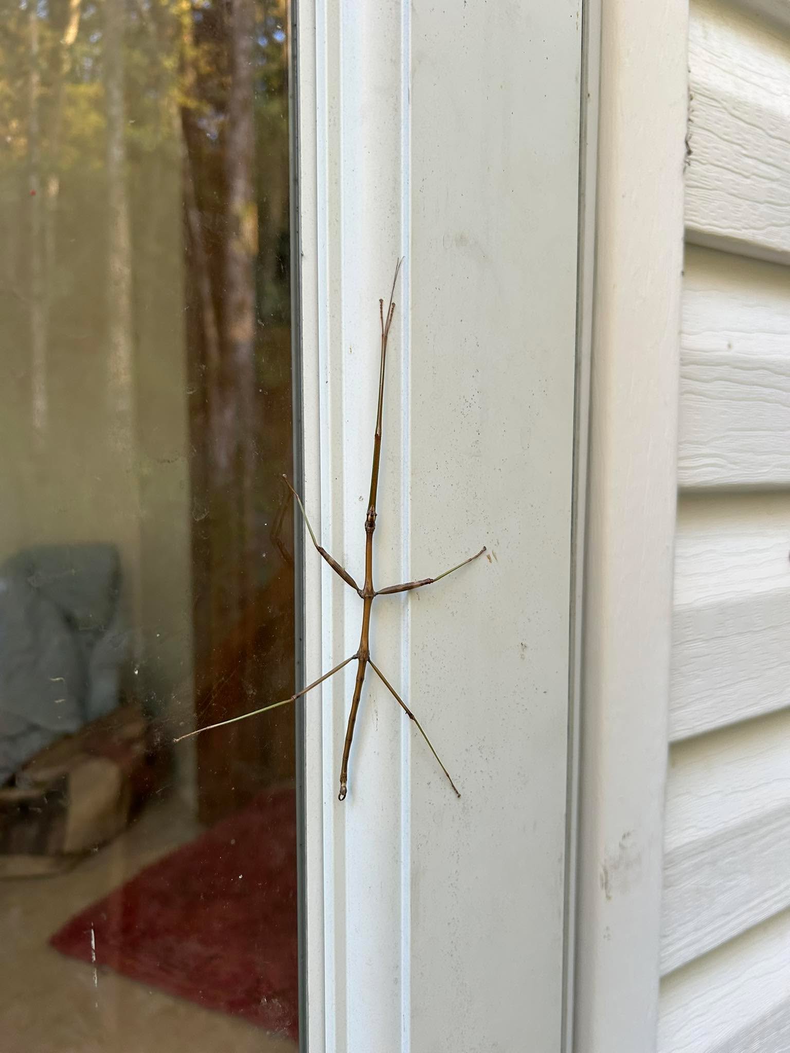 It’s been a while since I’ve seen one of these, the last time was in California on someone’s lawn, and Kiki alerted to it.