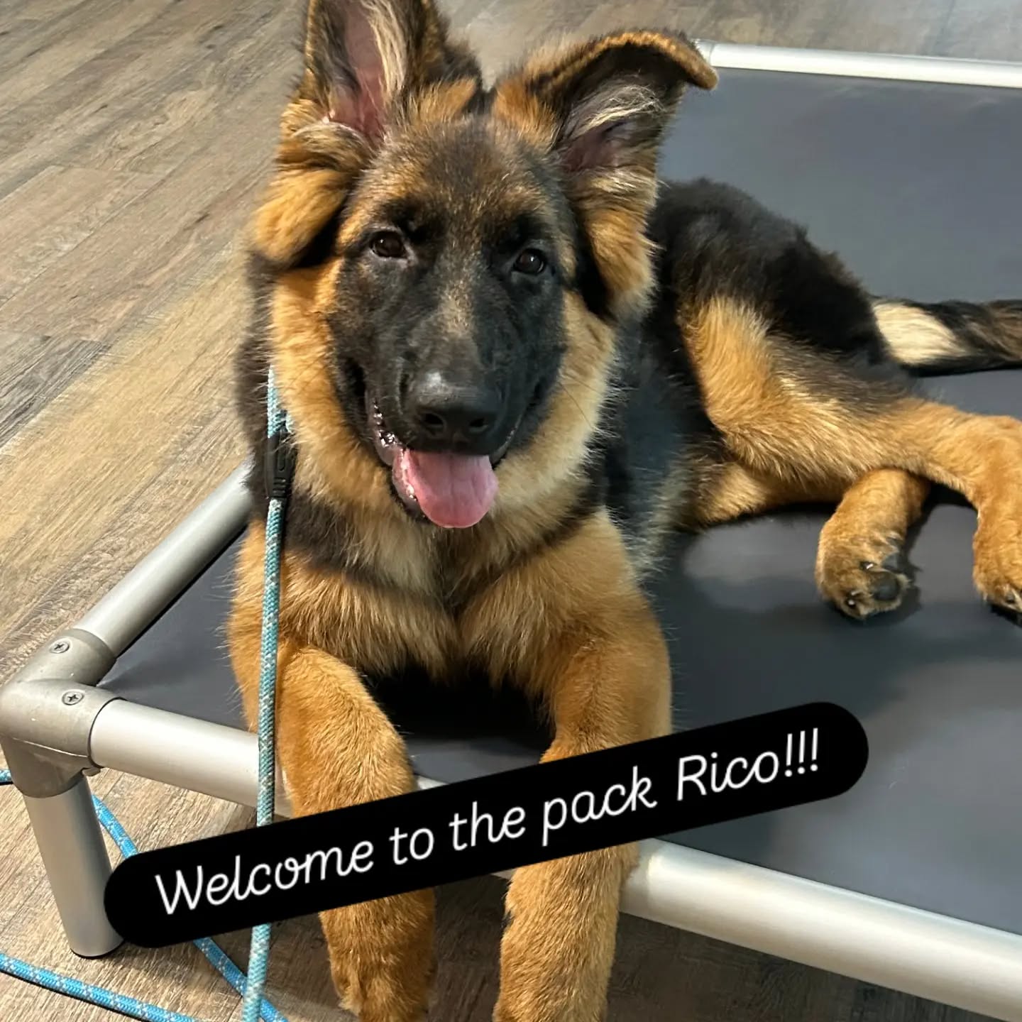 Welcome to the pack Rico!!!