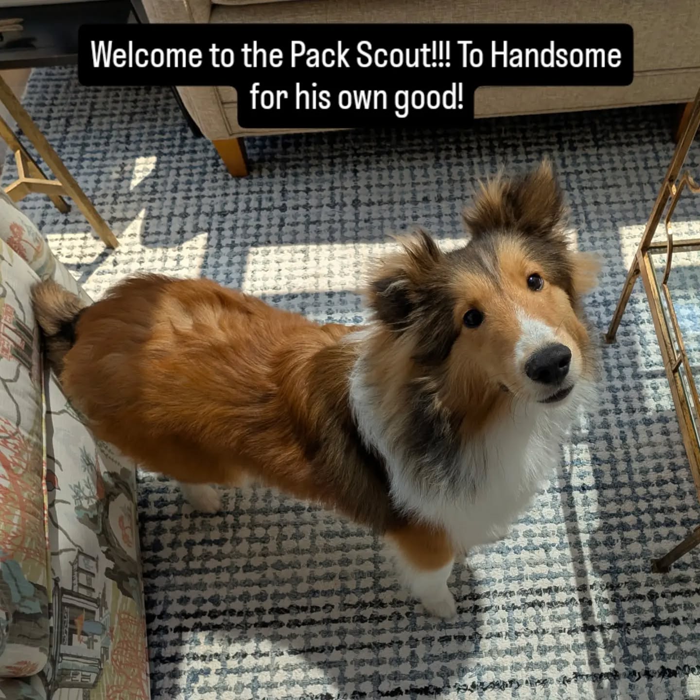Welcome to the Pack Scout!!! To Handsome for his own good!