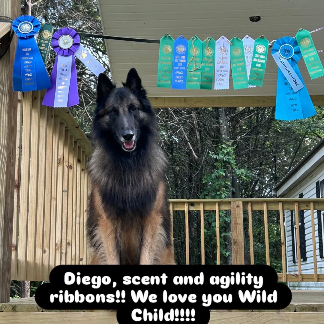 Diego, scent and agility ribbons!! We love you Wild Child!!!!