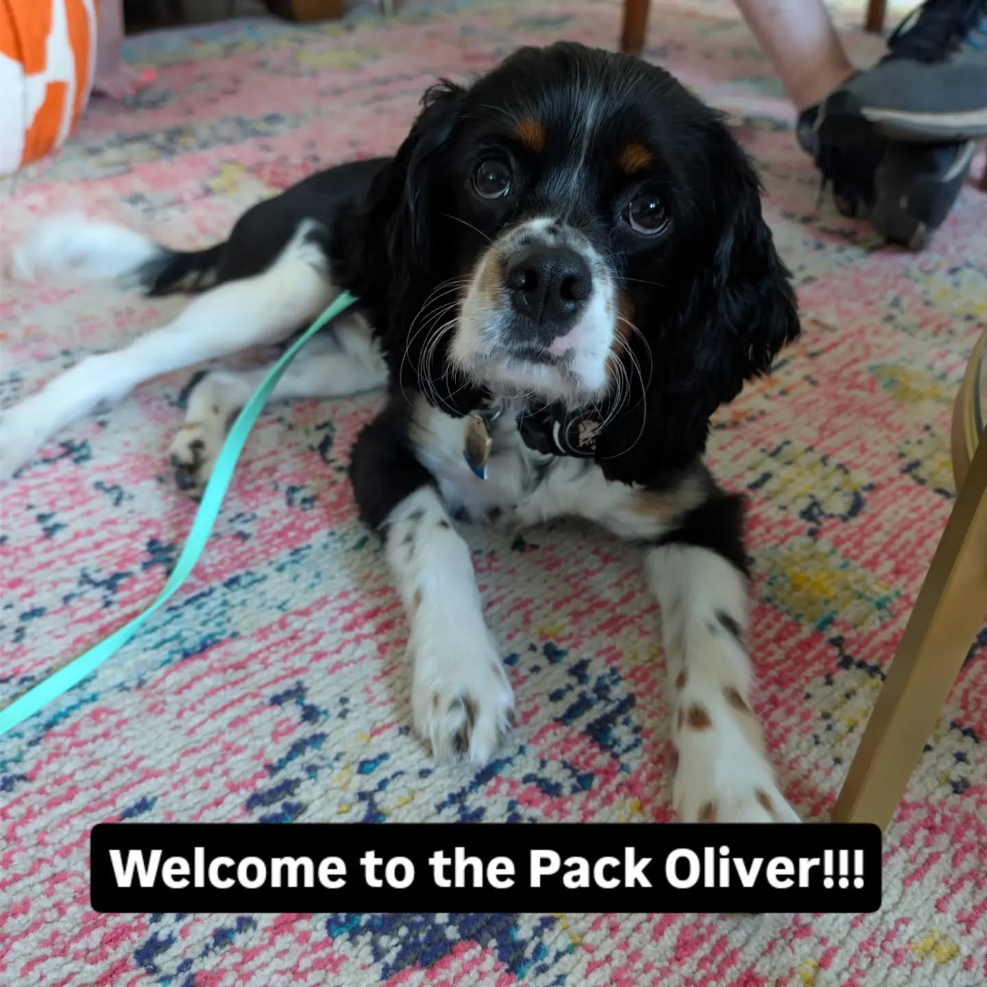 Welcome to the Pack Oliver!!!