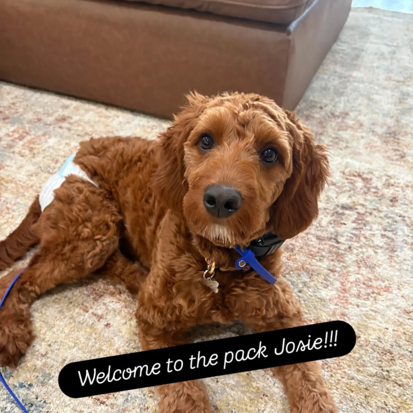 Welcome to the pack Josie!!!