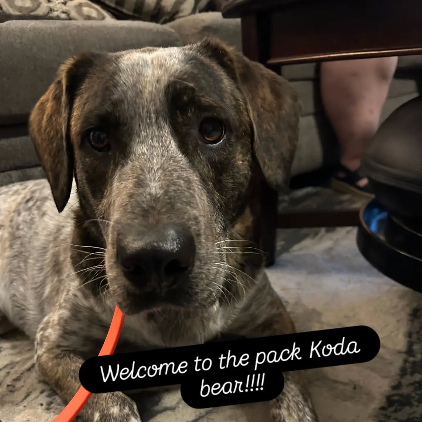 Welcome to the pack Koda bear!!!!
