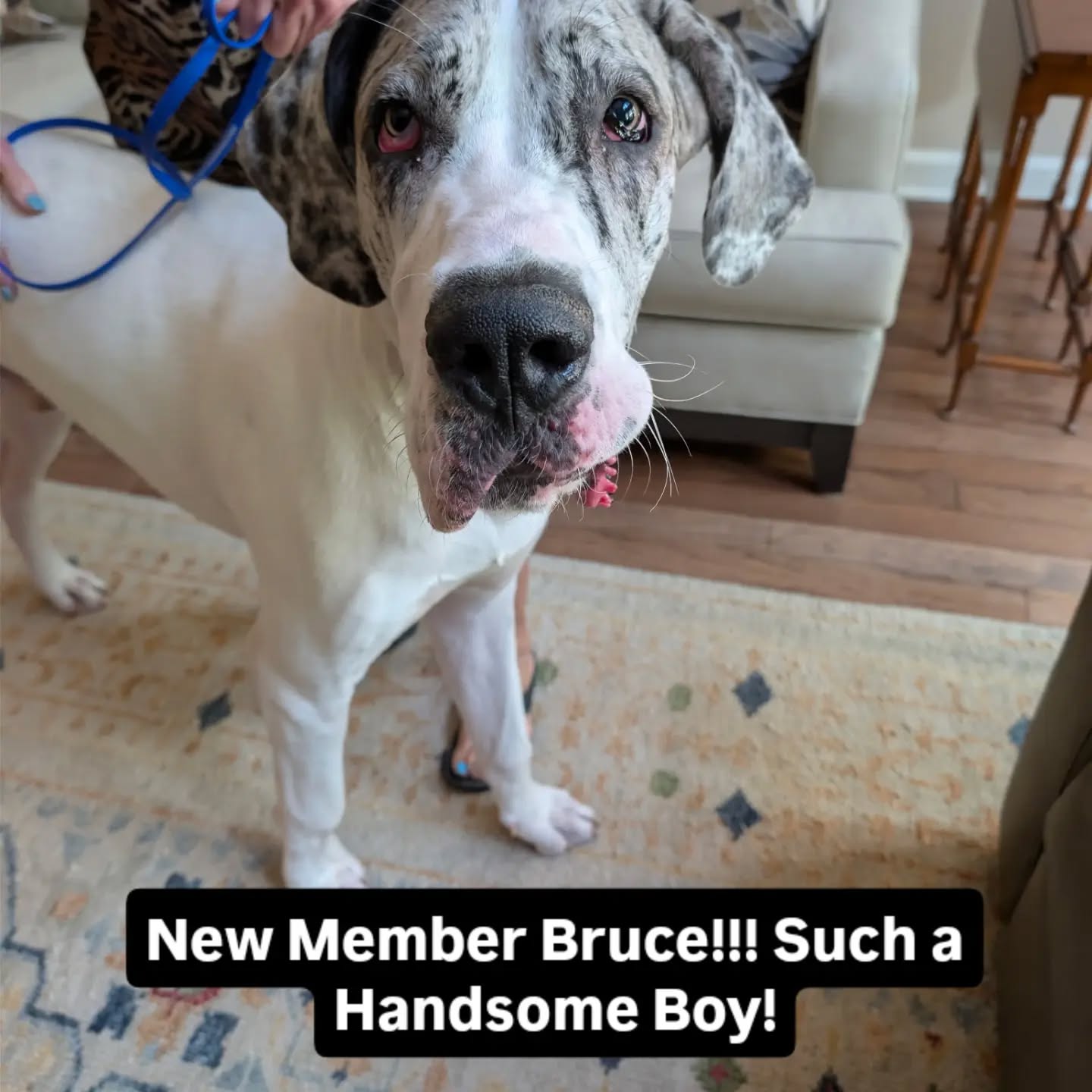New Member Bruce!!! Such a Handsome Boy!