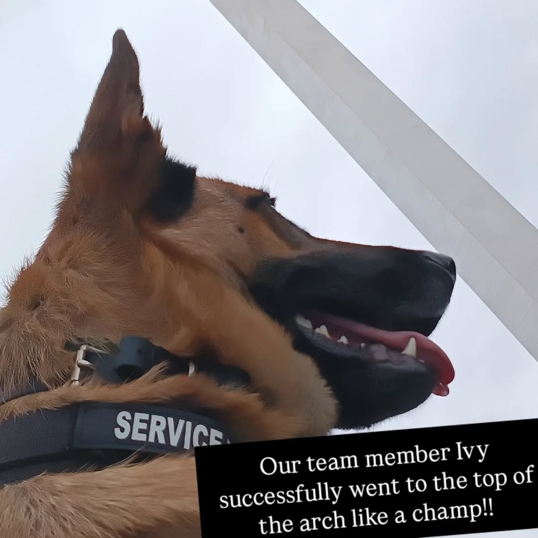 In need of a service dog to accompany you to those places you never thought you could accomplish but always wanted to? Call us let us help you live a life you always wanted. Dog training elite little rock!!