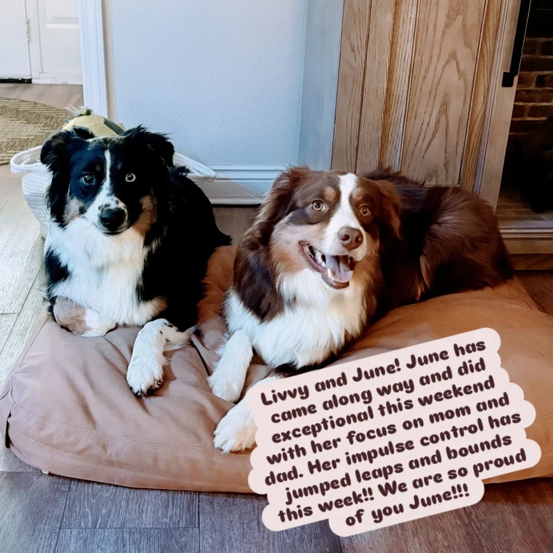 Livvy and June! June has came along way and did exceptional this weekend with her focus on mom and dad. Her impulse control has jumped leaps and bounds this week!! We are so proud of you June!!!