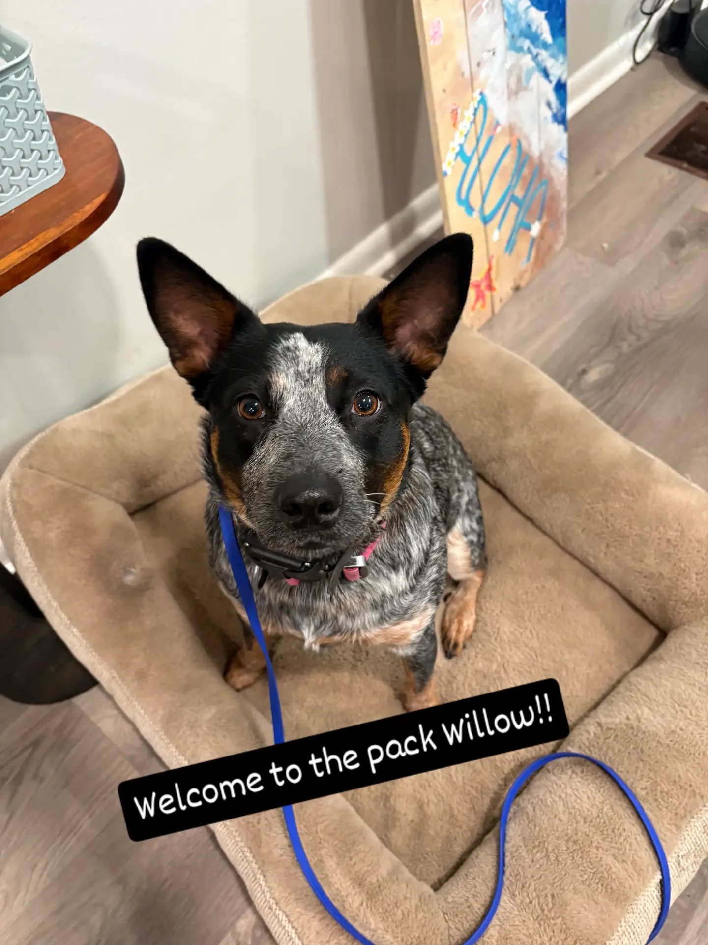 Welcome to the pack Willow!!
