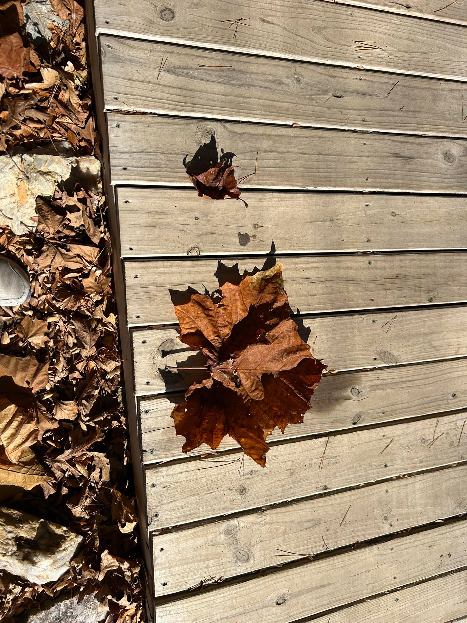 All right, Facebook is messing with me. I posted the following, and Facebook posted it twice. So I tried to delete one and both disappeared. Oye. 

Something we don’t see every day in California, this huge Sycamore  leaf!! The smaller one next to it is more what we see. Am I in the land of the Giants?