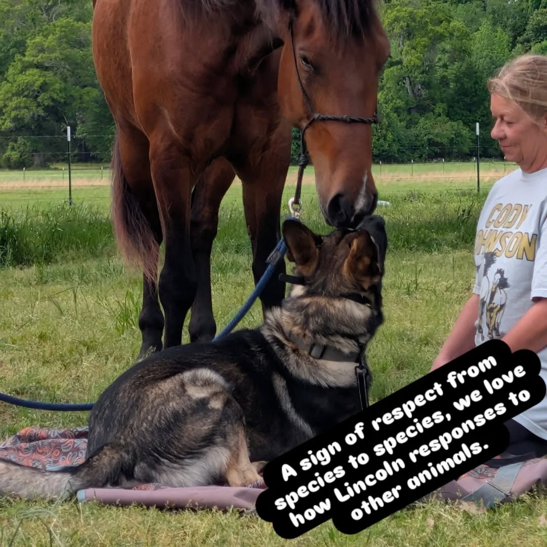 A sign of respect from species to species, we love how Lincoln responses to other animals. 