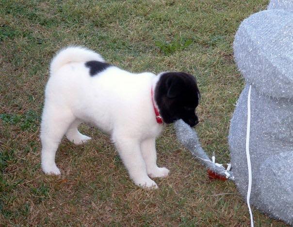 This is the picture that defines Kiki as a puppy… This is the day we got her home, and she has a hold of an outside Christmas decoration. It’s the tail of an elephant and it’s the biggest thing that she could find, and imagine her saying mine! Mine! Mine!￼