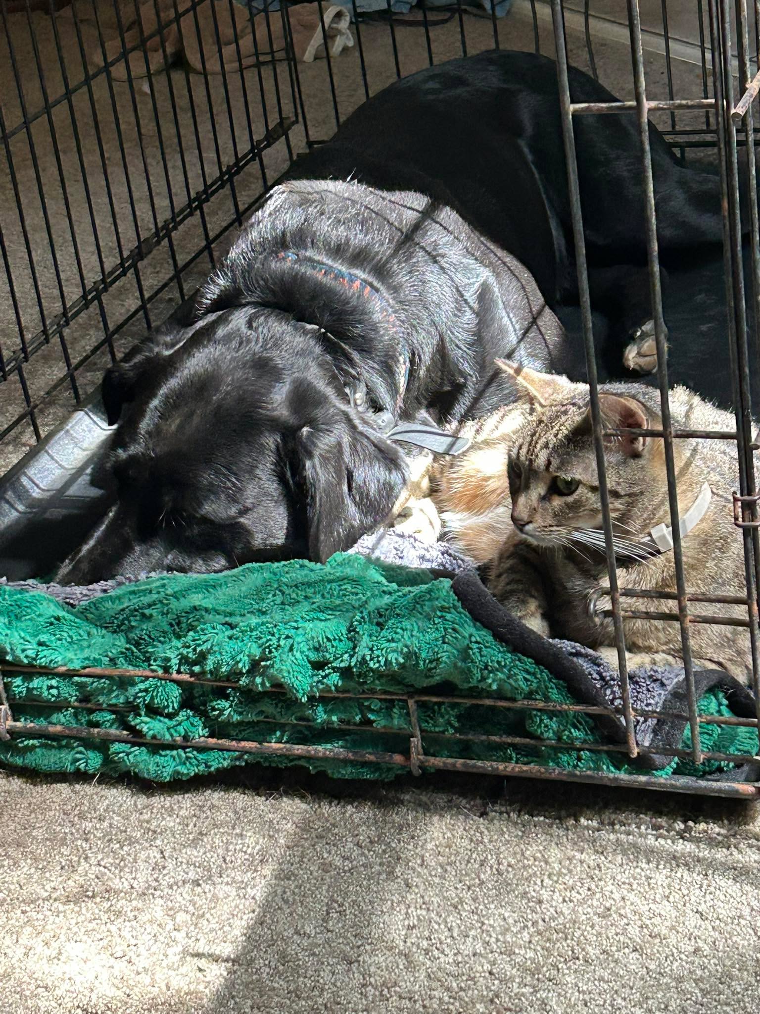 Two peas in a pod enjoying the afternoon sun through the window.
