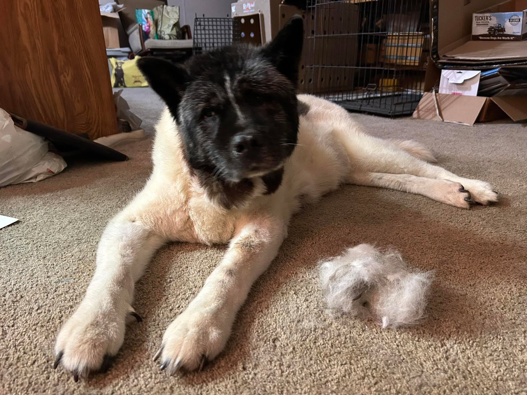 It’s late on a Sunday and Kiki asked for a brushing. She can only handle one side a night, and a bundle of fur is what I was able to get off of her. Akita people just know! I would say the head tilt is a thank you mom.