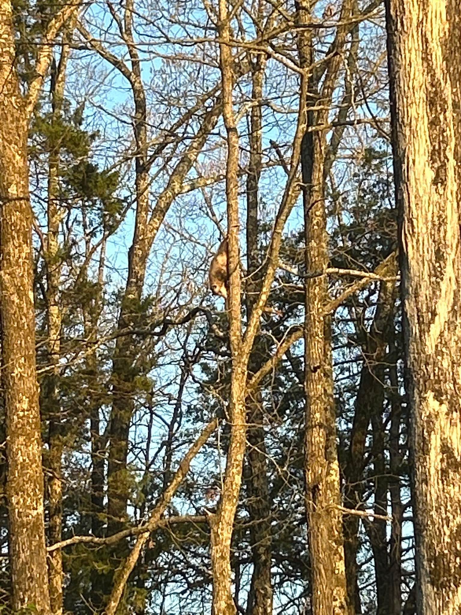 I thought opossums only played dead, but the other day one of my dogs chased a opossum up the tree. I was a little worried if opossum was going to get down, but look real close, he&rsquo;s climbing down the tree.