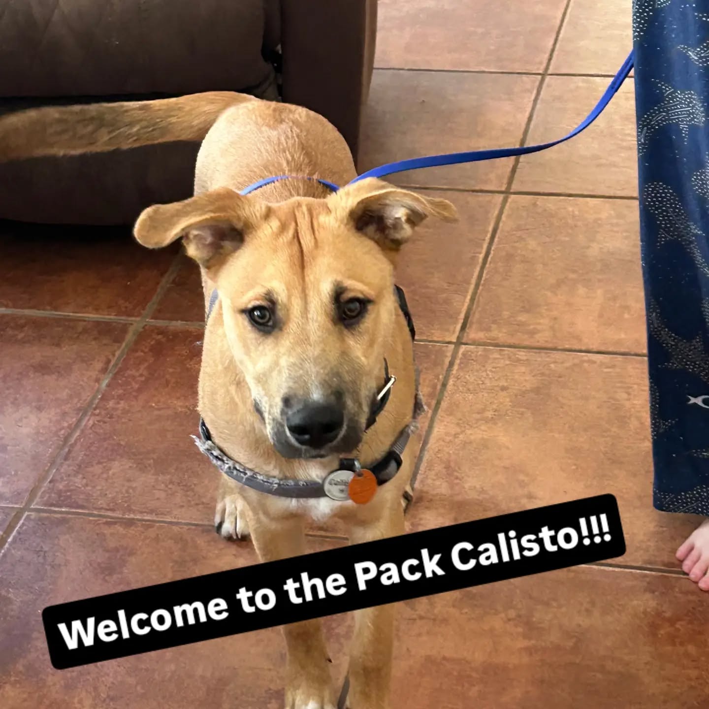 Welcome to the Pack Calisto!!!