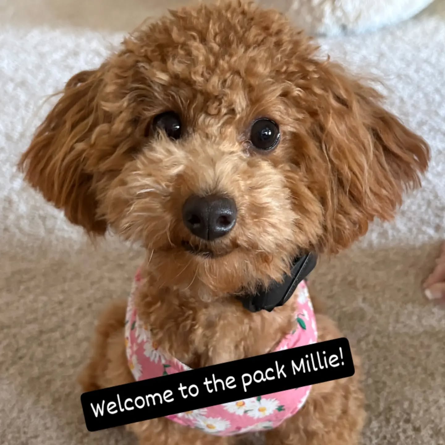 Welcome to the pack Millie!