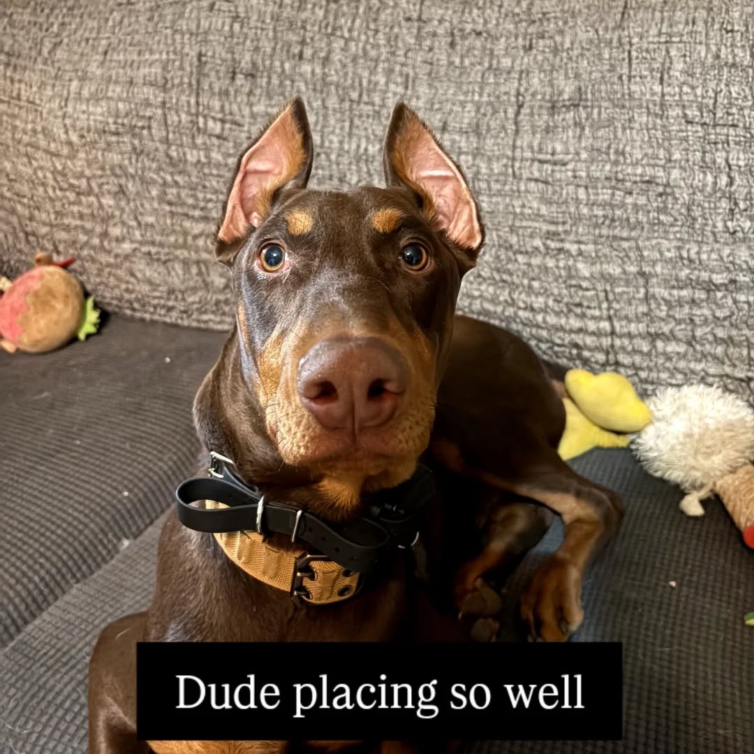 We welcome all breeds. Come and train with us at little rock dog training elite!! Call us today!